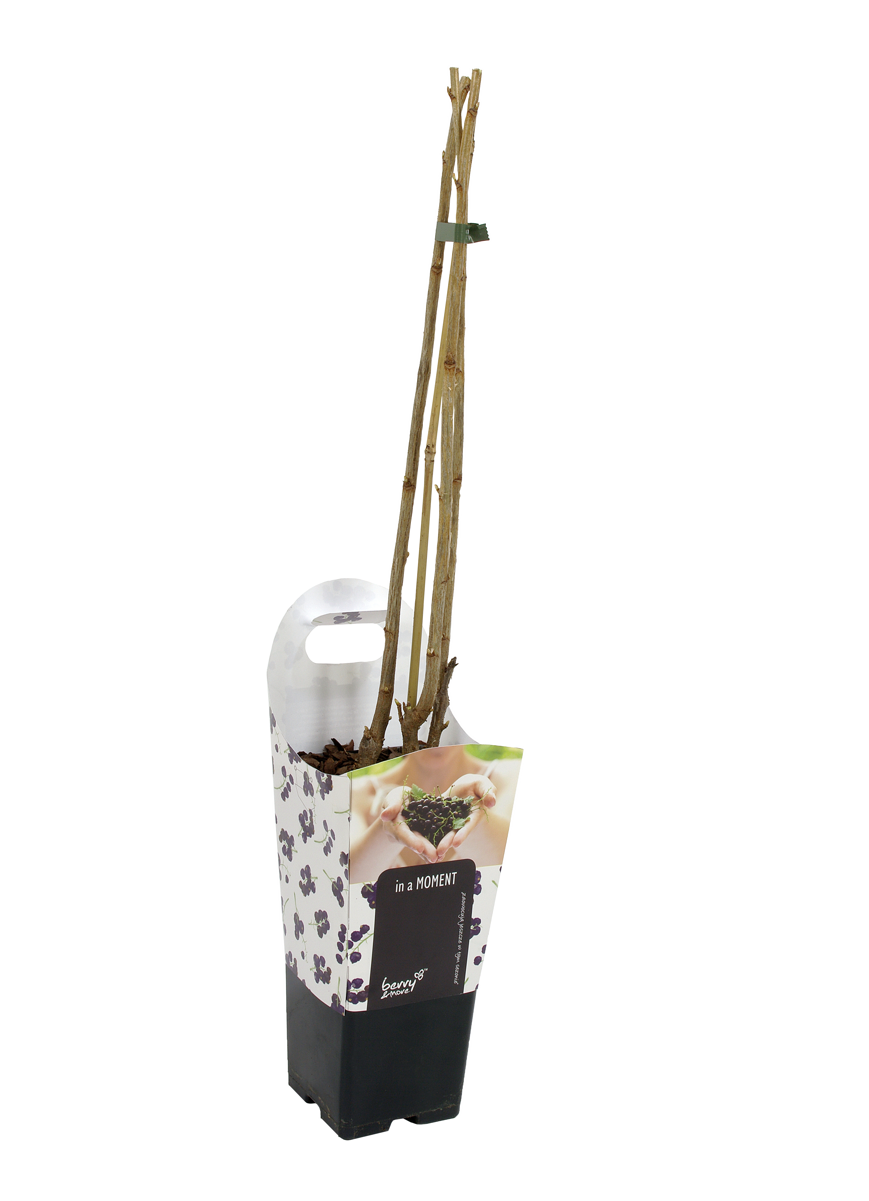 Porzeczka czarna 60 cm Berry&amp;More™