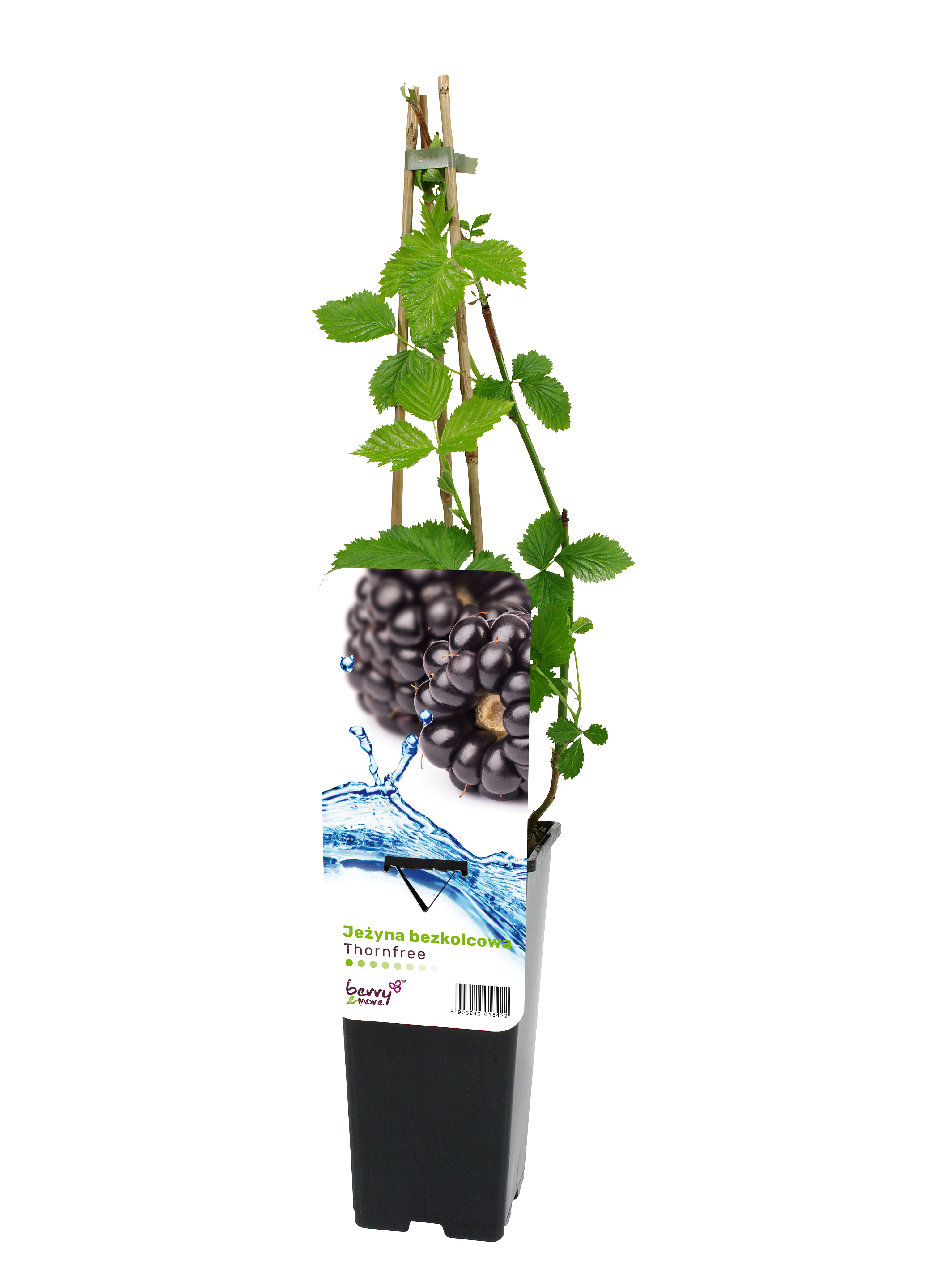Jeżyna Merton thornless 45 cm Berry&amp;More™