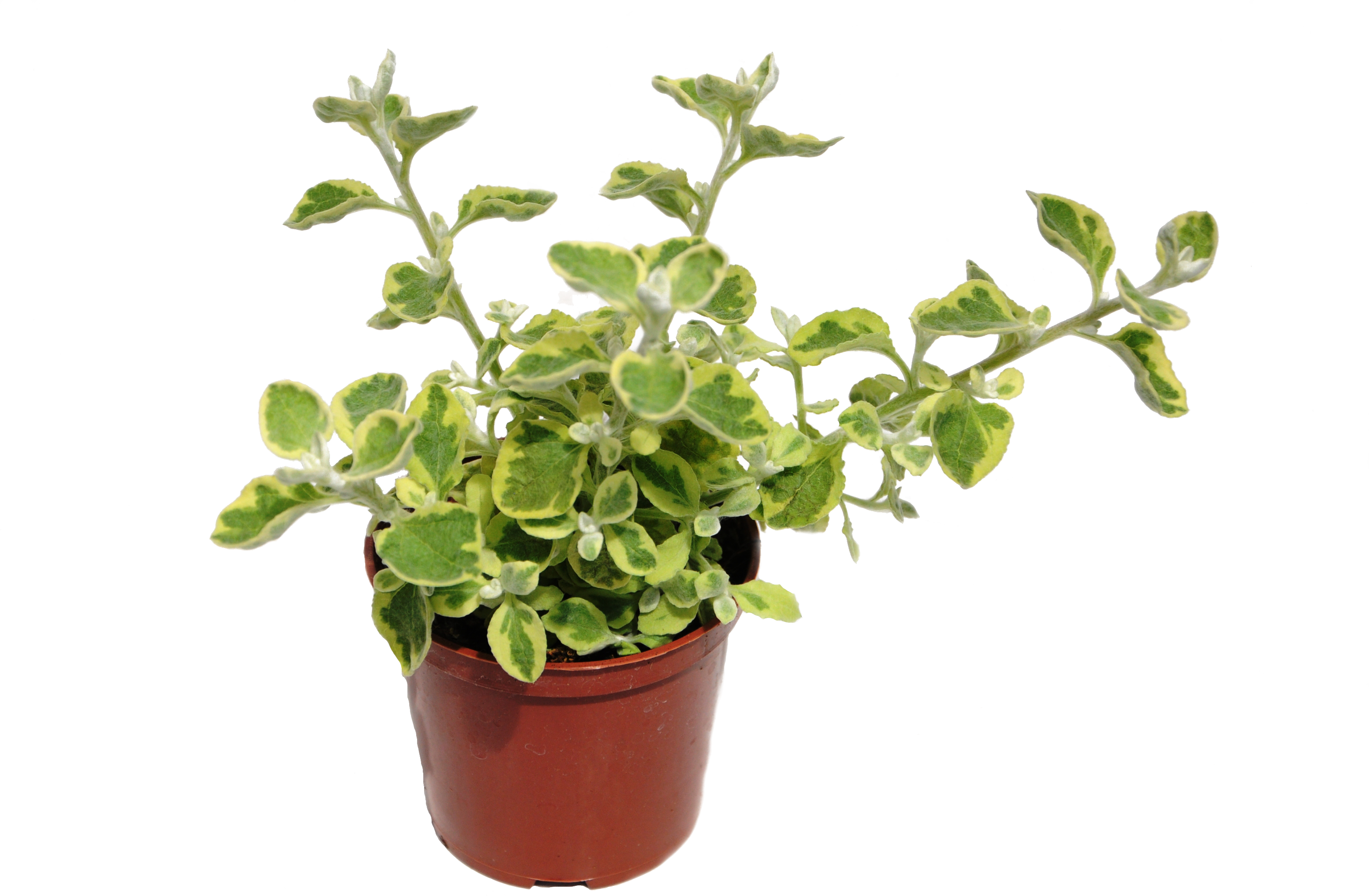 Kocanki włochate 15 - 30 cm