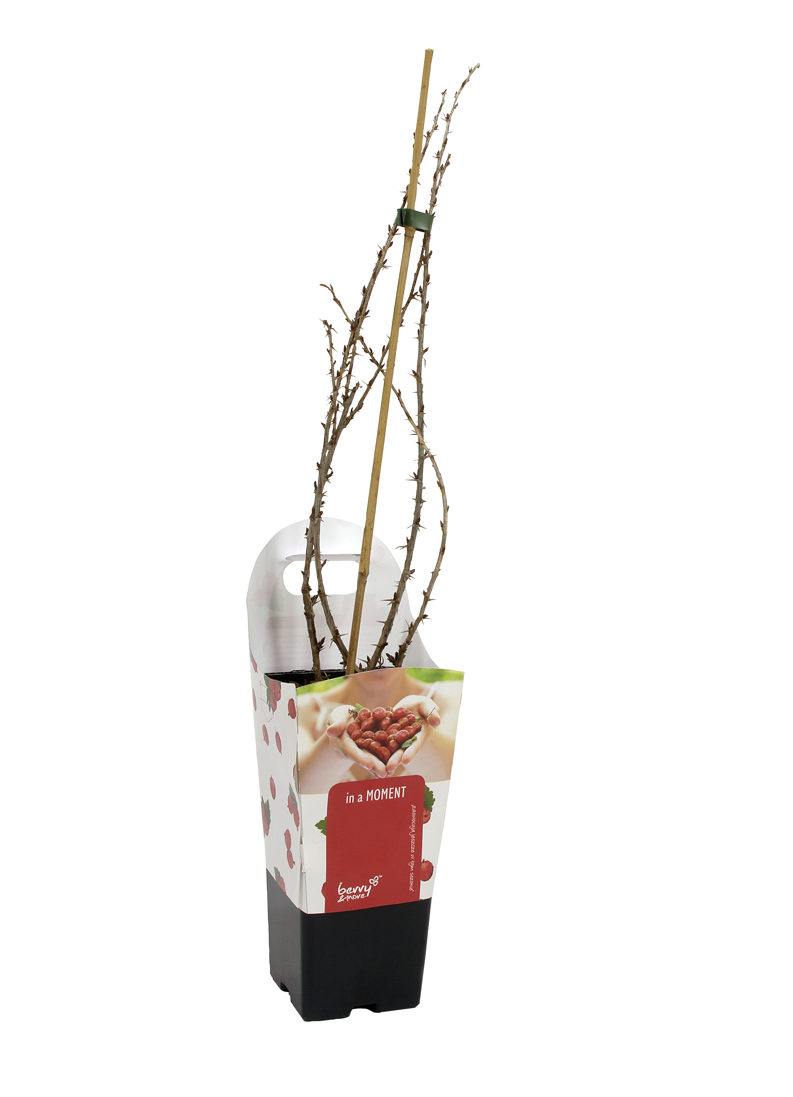 Agrest czerwony 60 cm Berry&amp;More™
