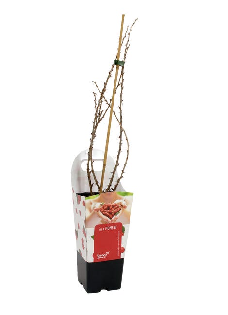 Agrest czerwony 60 cm berry more 45685780