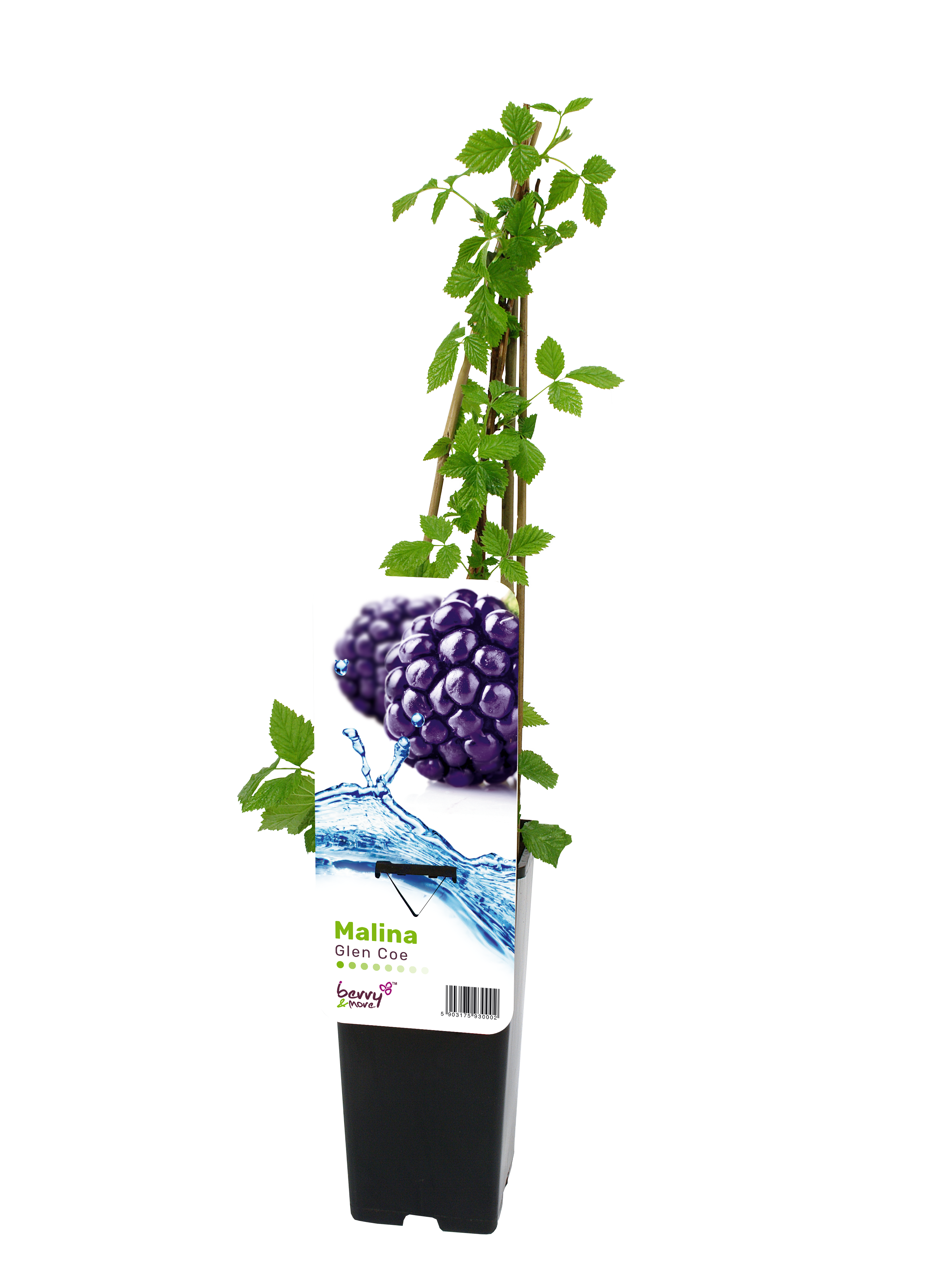Malina bezkolcowa purpurowa Glen Coe 60 cm