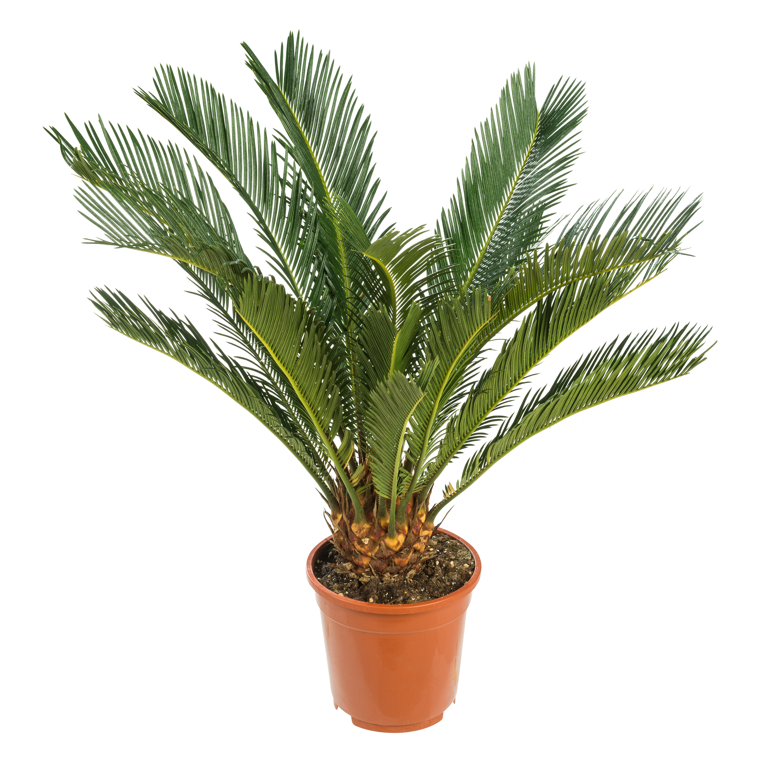 Sagowiec Cycas Revoluta 60-70 cm