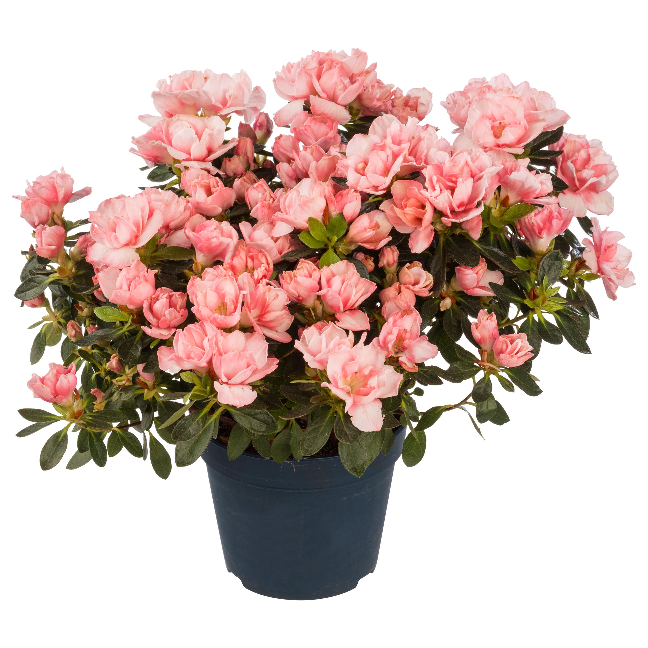Azalia (forma pienna) 40 cm - Leroy Merlin