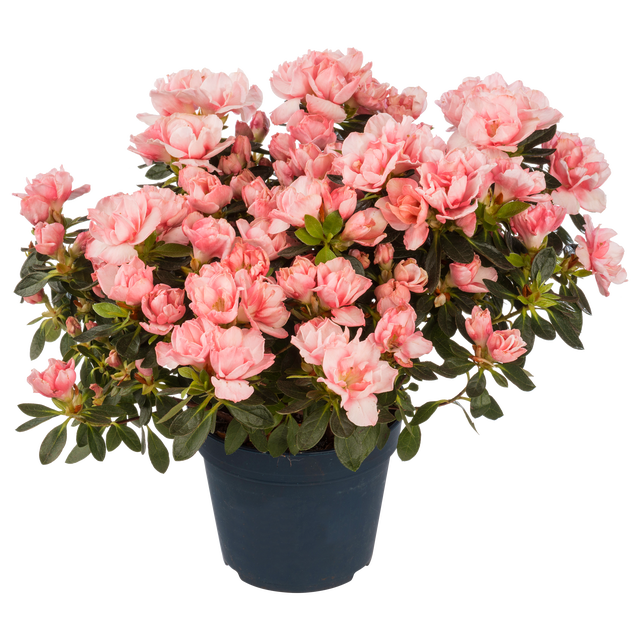 Azalia (forma pienna) 40 cm