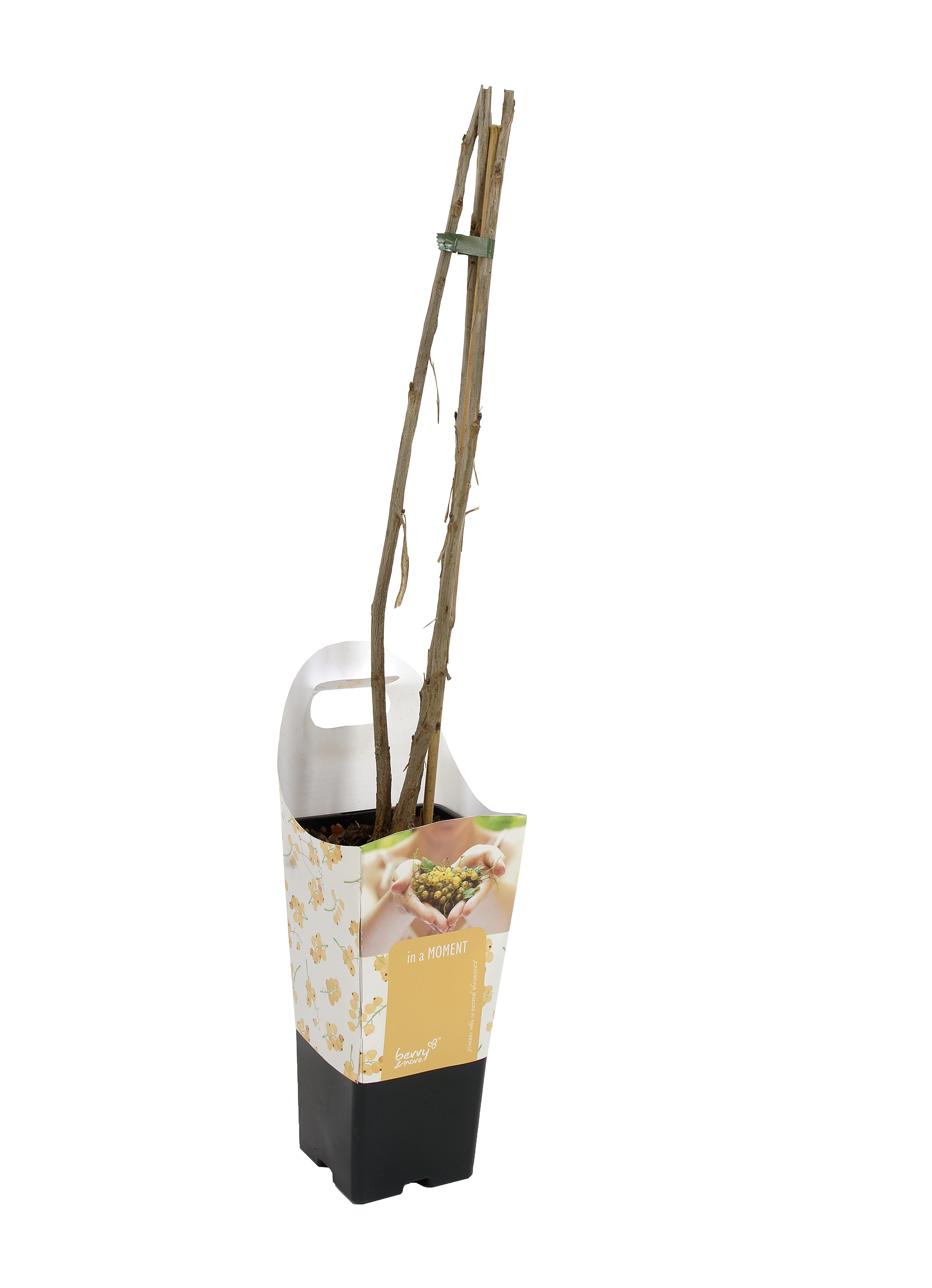 Porzeczka biała 60 cm Berry&amp;More™