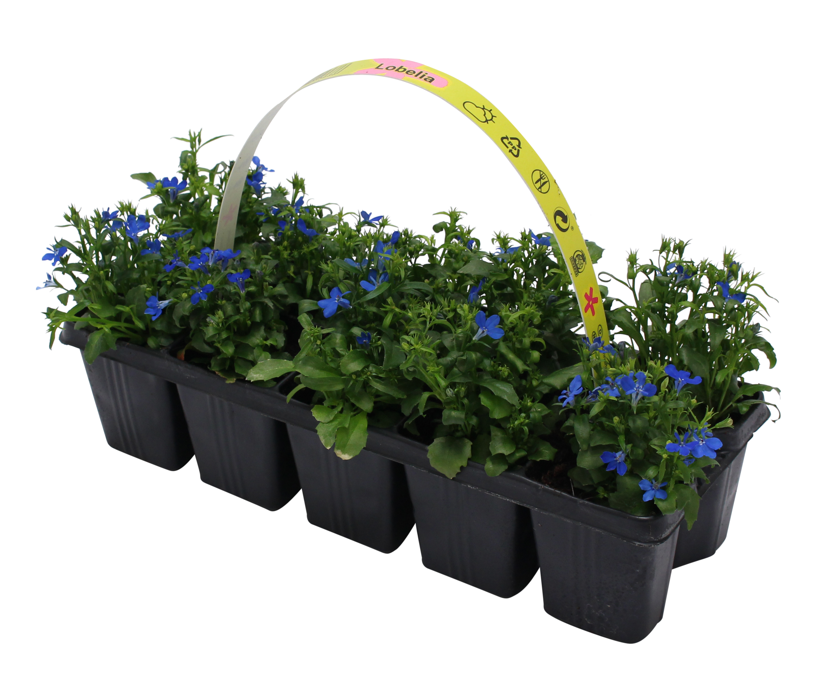 Lobelia zwisiająca mix 10-15 cm 10 opak.