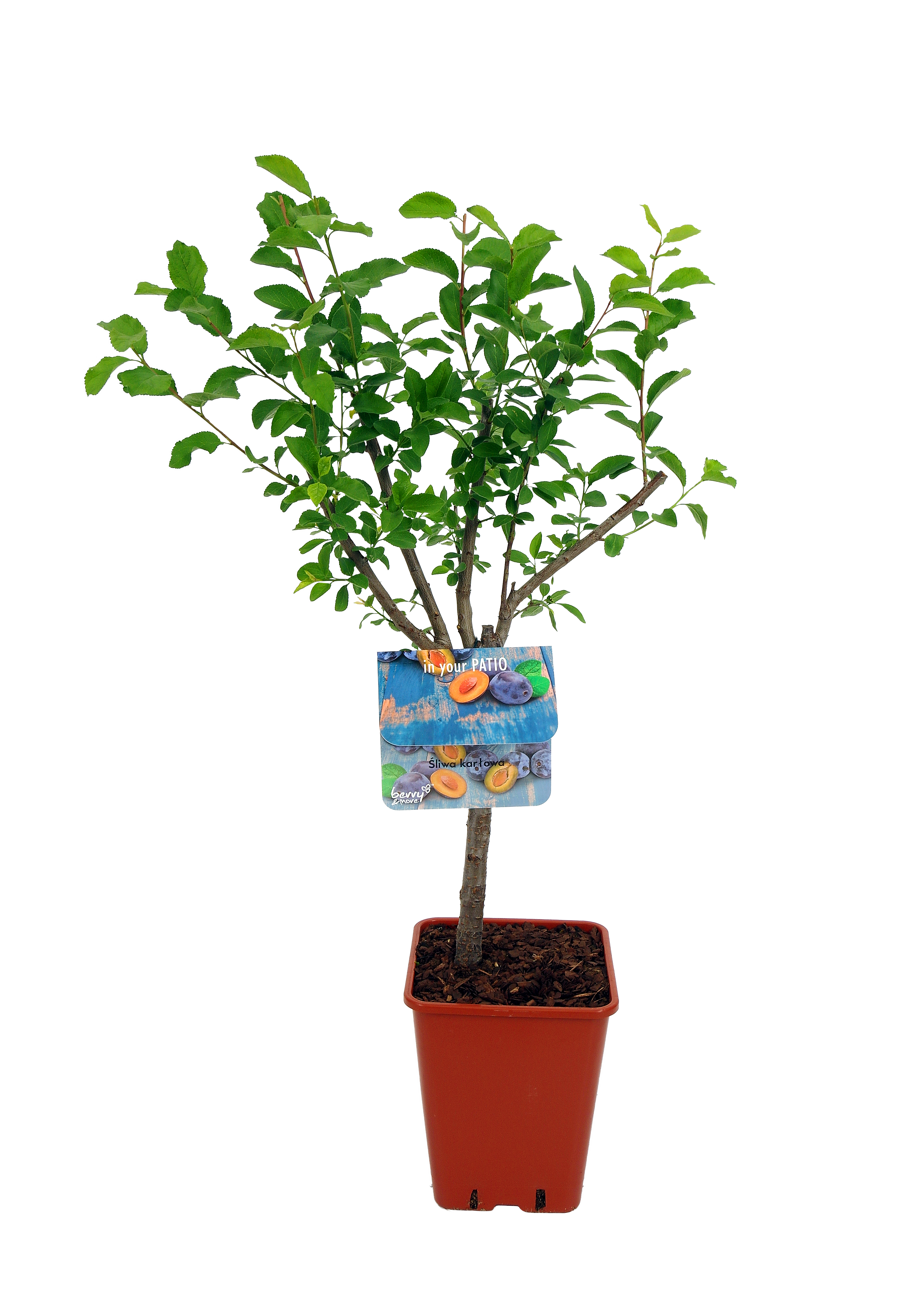 Śliwa karłowa Prunus 60-80 cm