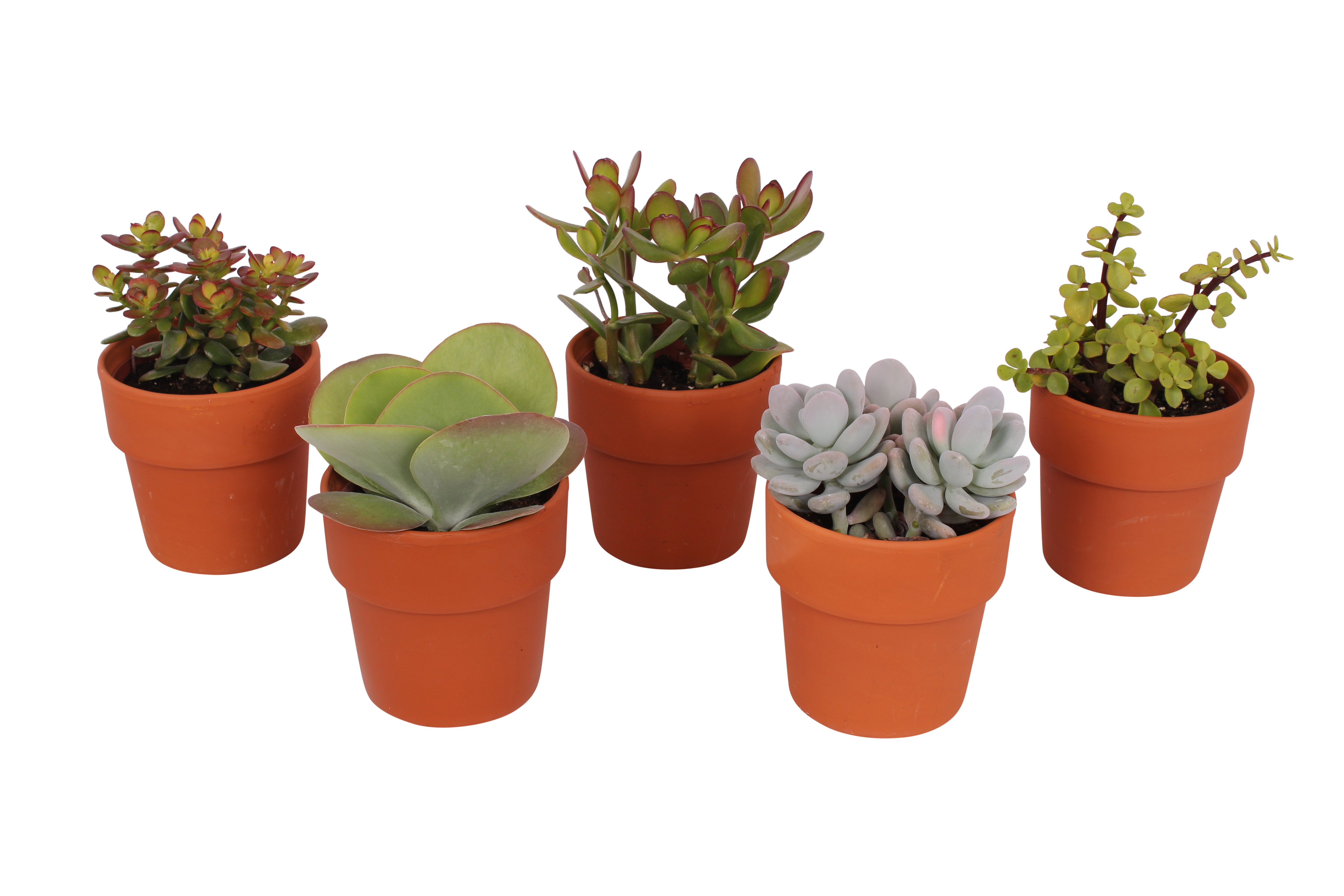 Sukulenty mix 11 cm
