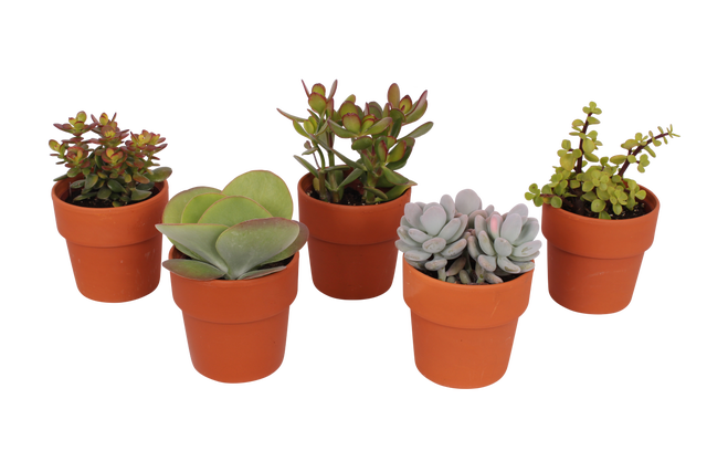 Sukulenty mix 11 cm