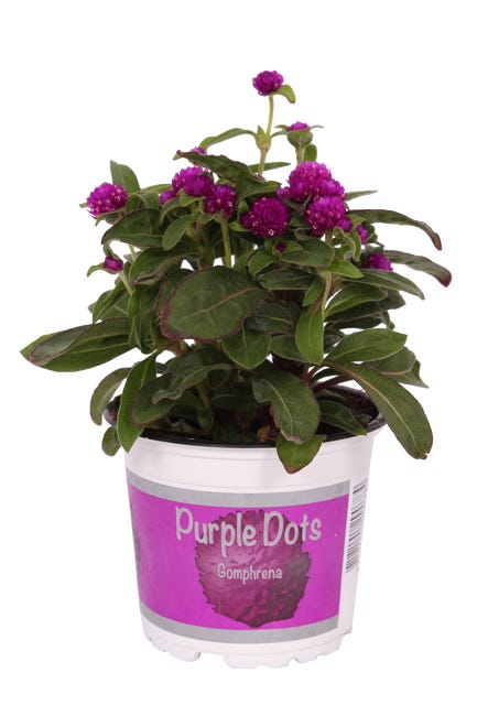 GOMPHRENA GLOB 15-20CM P12 RET 45940741