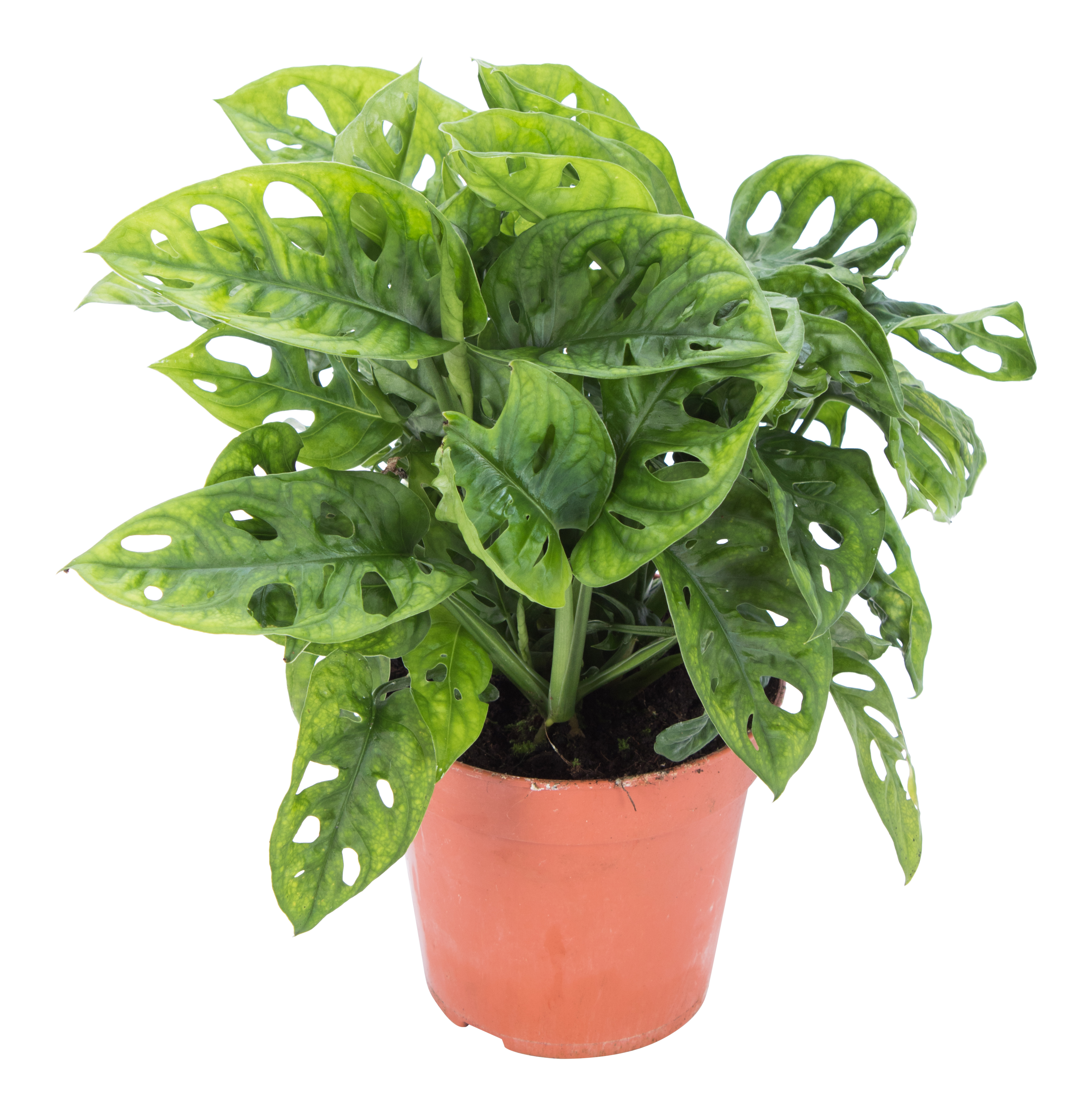 Monstera Obliqua Monkey Leaf 25 cm