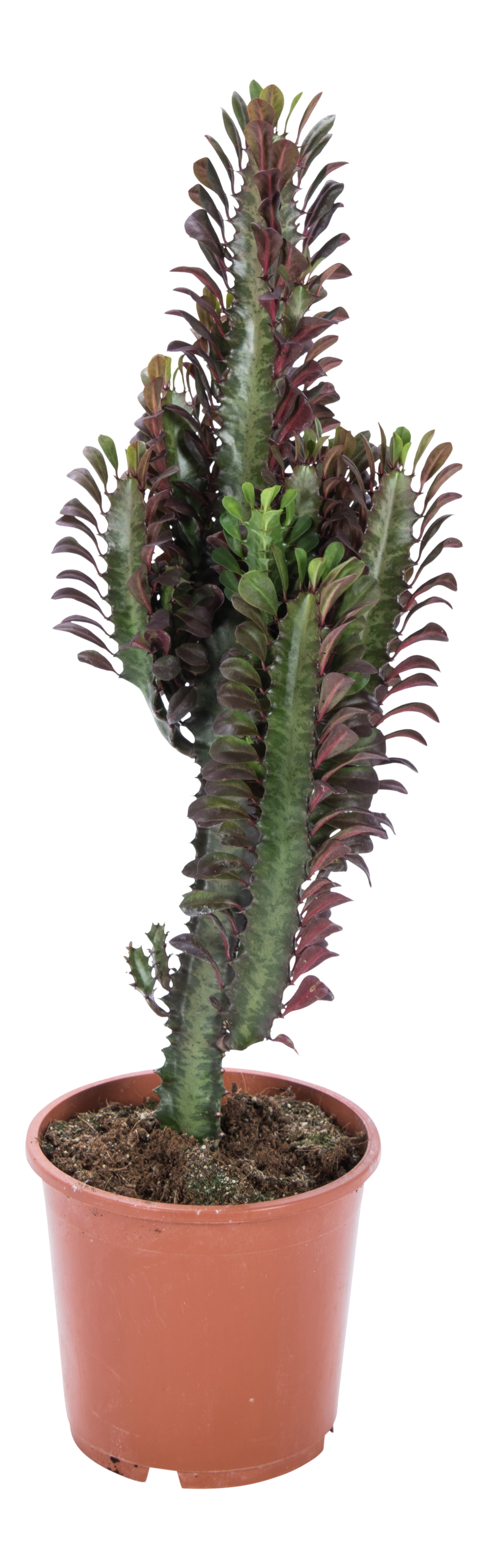 Wilczomlecz Świeca pustynna Euphorbia mix 50-70 cm