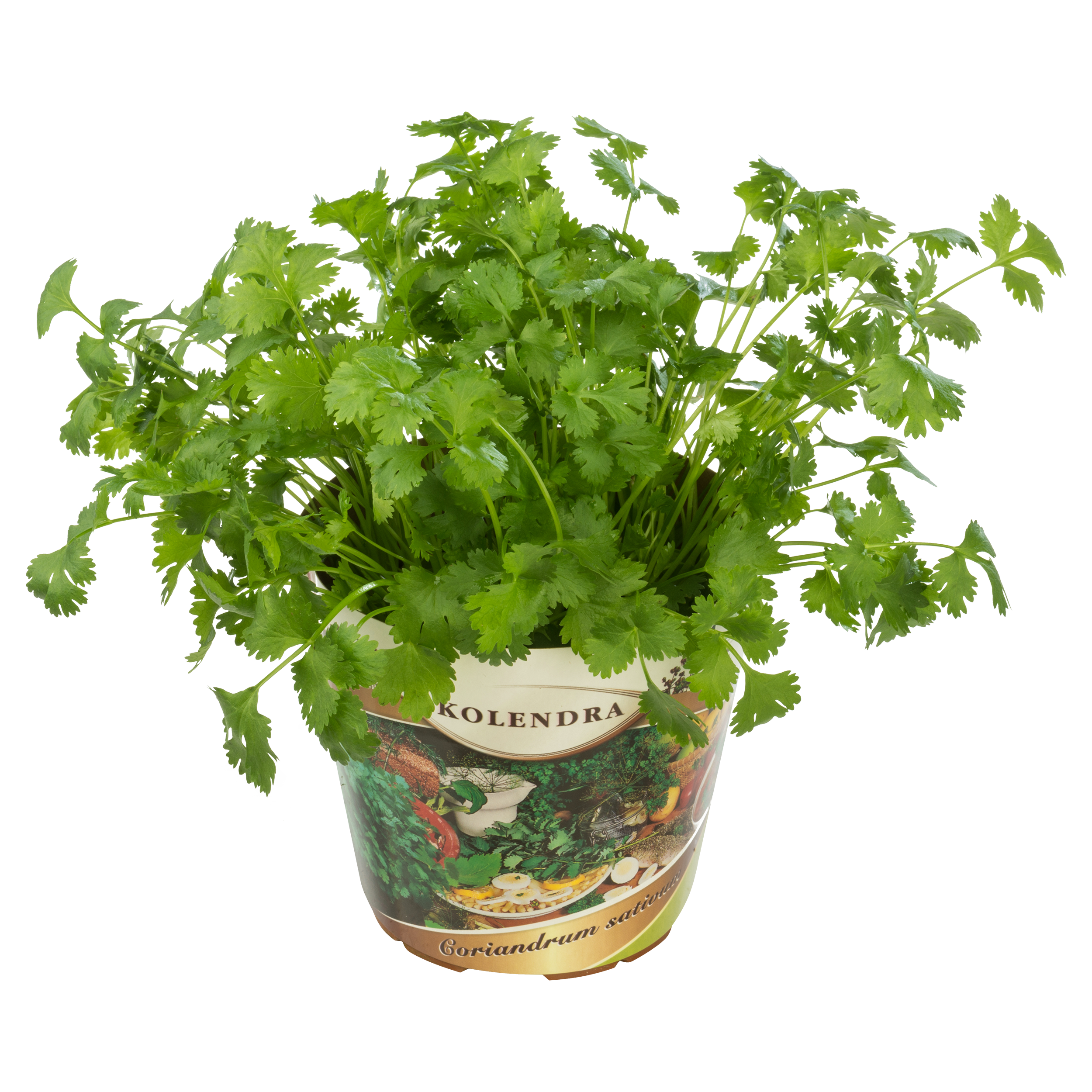 Kolendra siewna przyprawa 25-35 cm