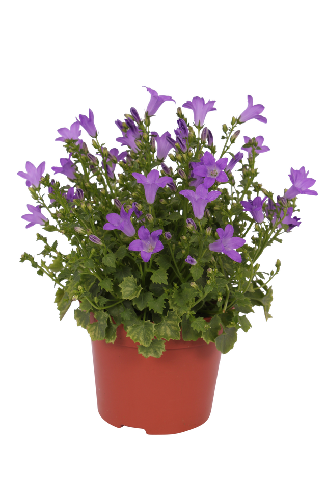 Dzwonek dalmatyński 10-15cm