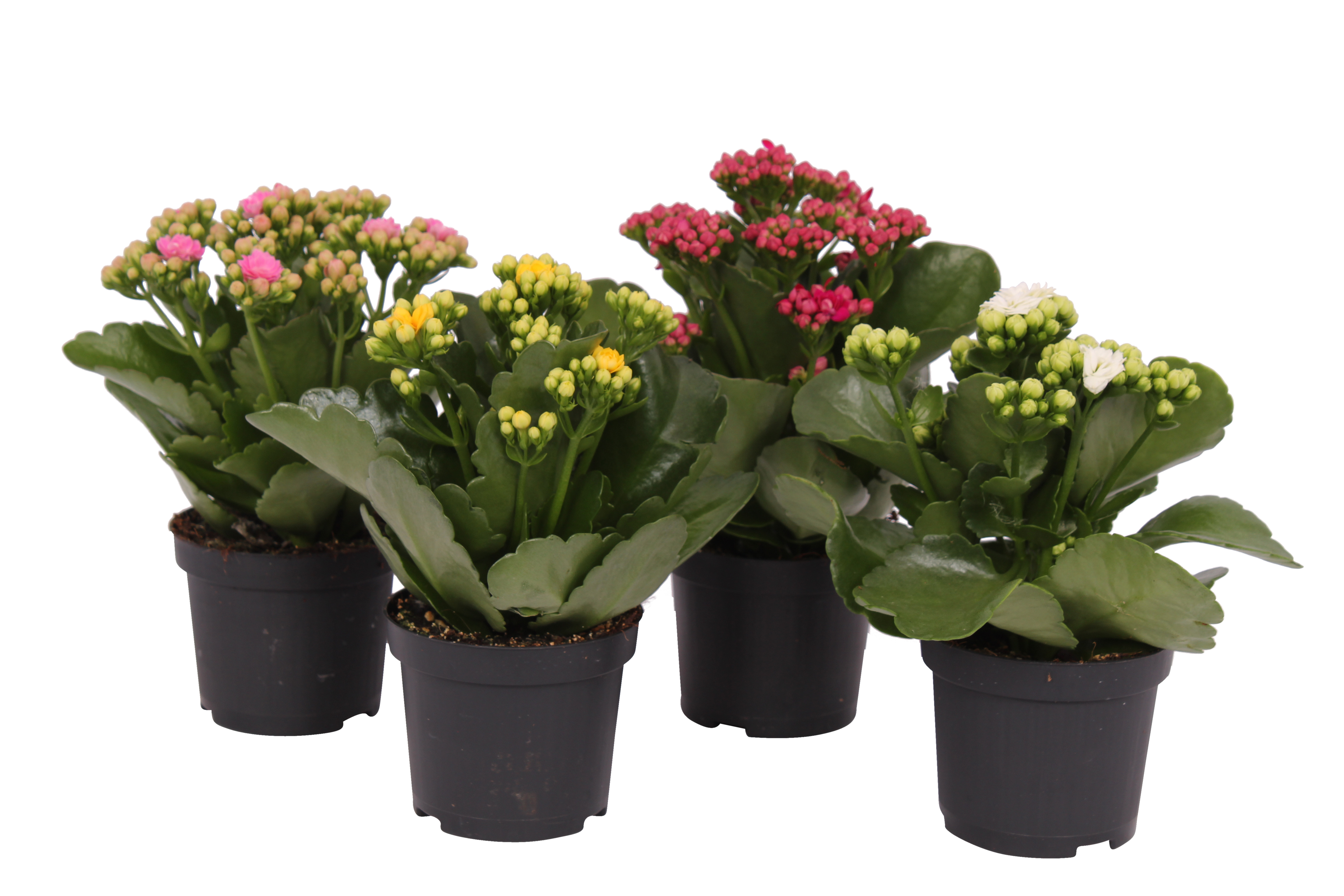 Kalanchoe mix 20cm