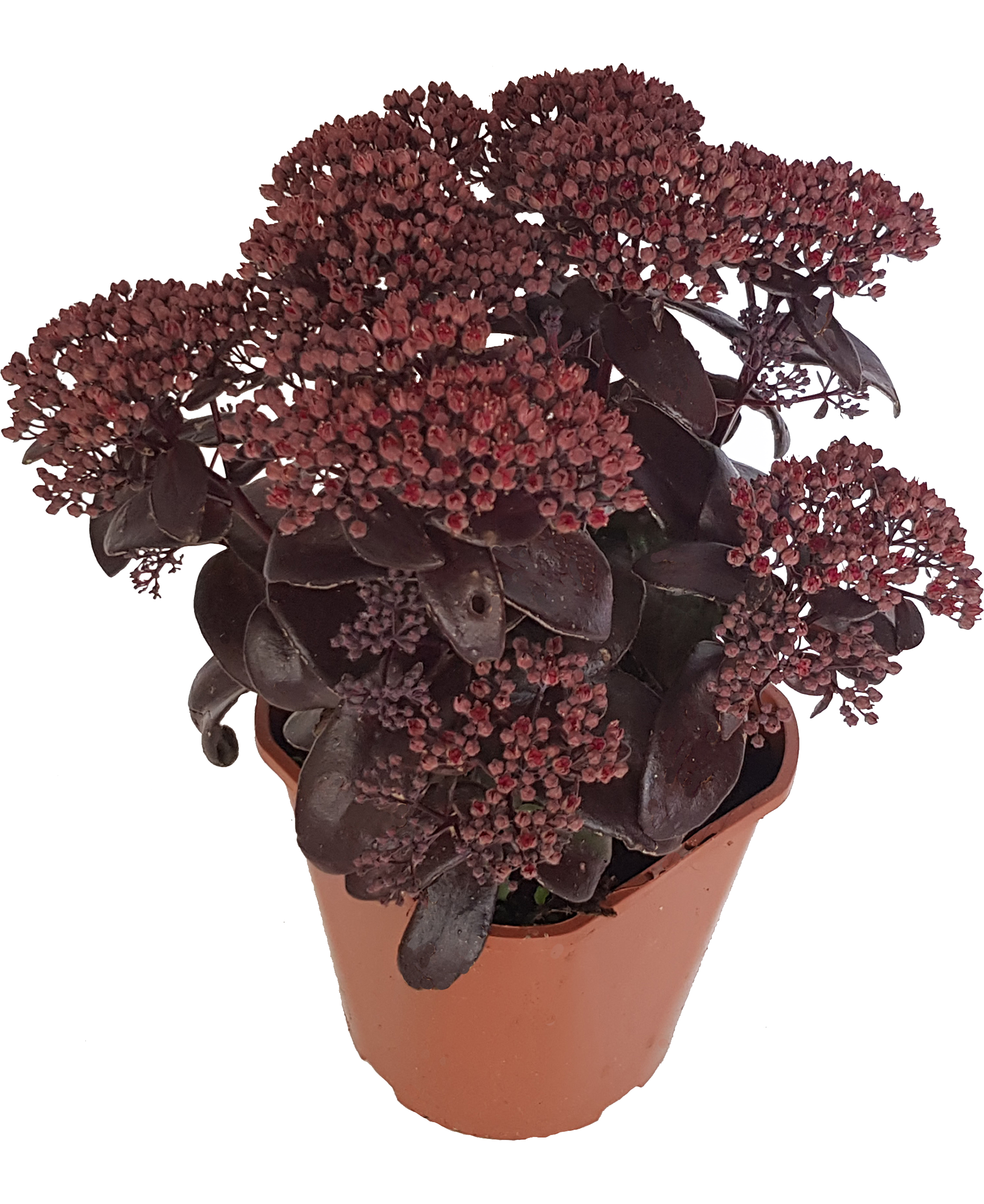 Rozchodnik mix 20-40 cm