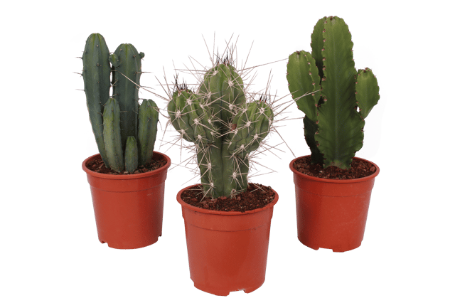 Kaktus Canarias 45-65 cm