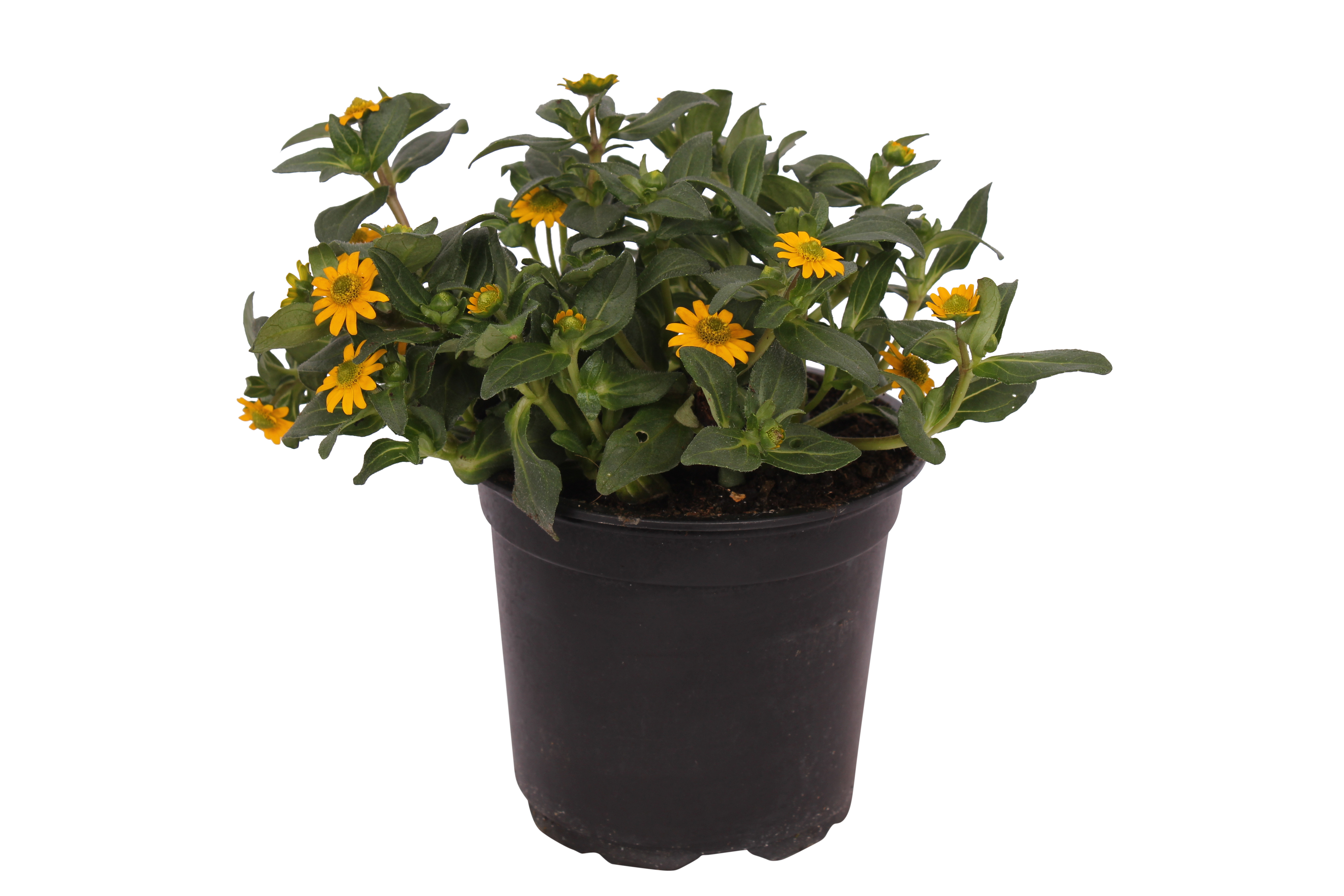 Sanwitalia 10 - 15 cm
