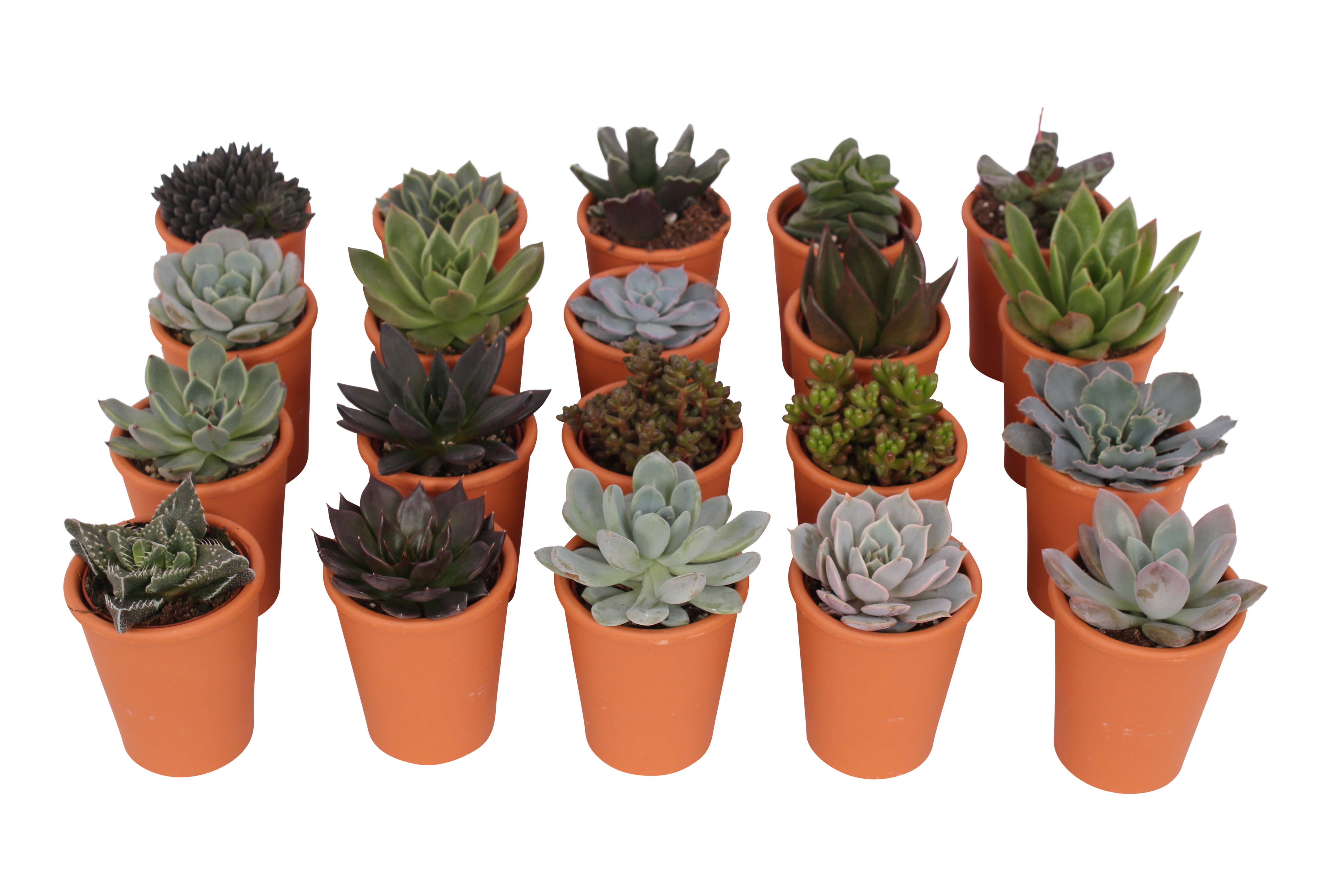Sukulenty mix 10 cm w ozdobnej osłonce ceramicznej