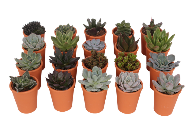 Sukulenty mix 10 cm w ozdobnej osłonce ceramicznej