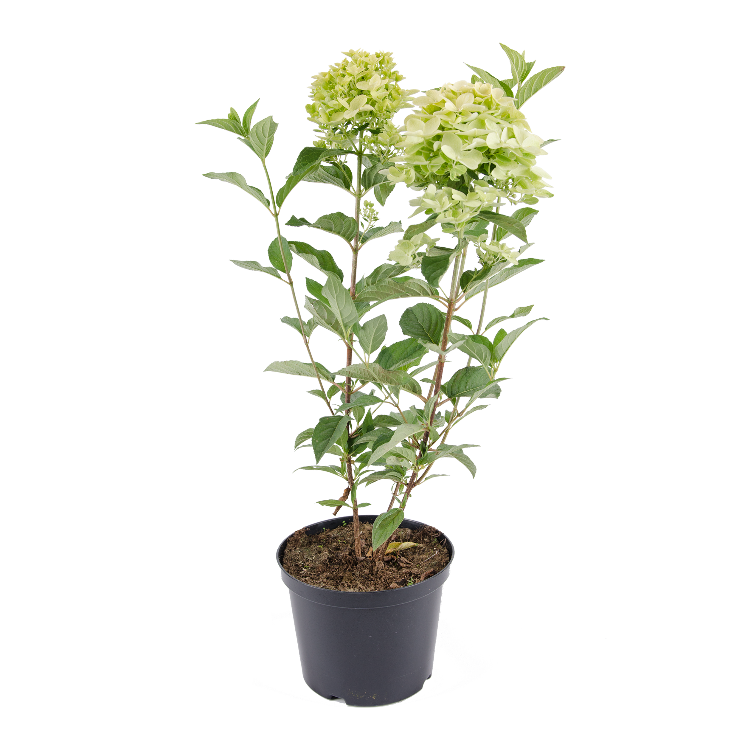 Hortensja bukietowa mix 50 cm