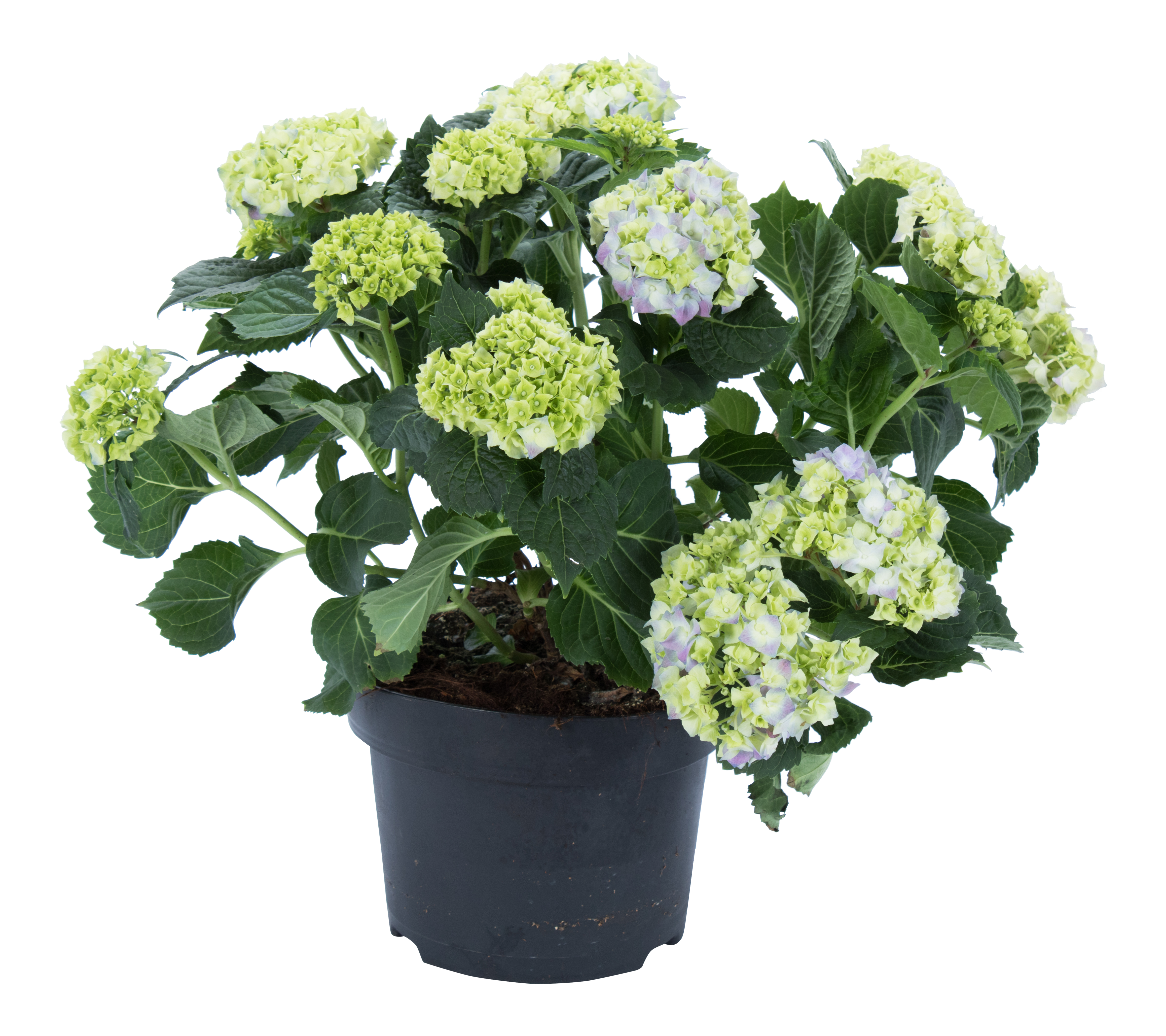 Hortensja ogrodowa mix 42-50 cm