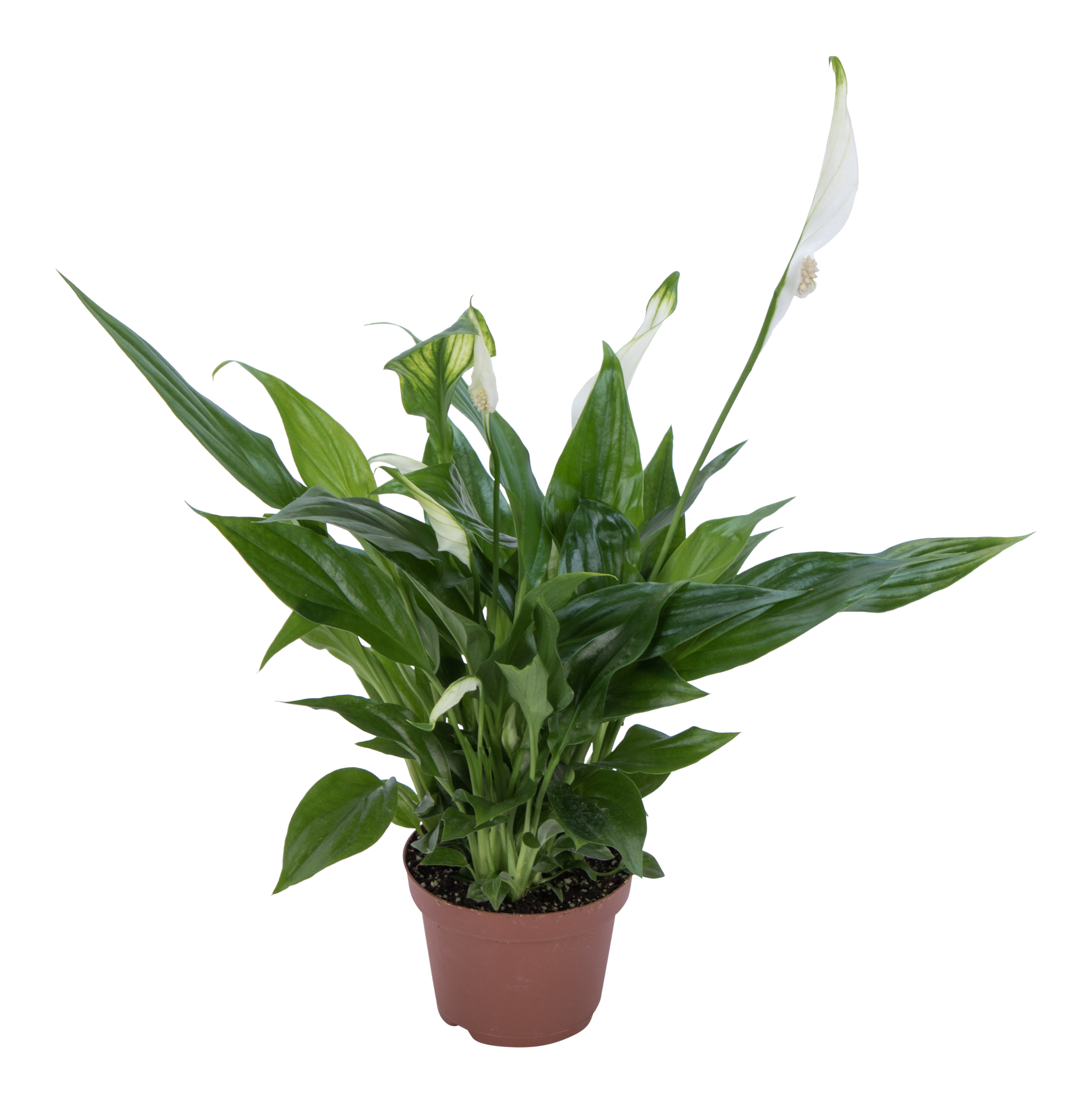 Skrzydłokwiat Spathiphyllum Bellini 40cm