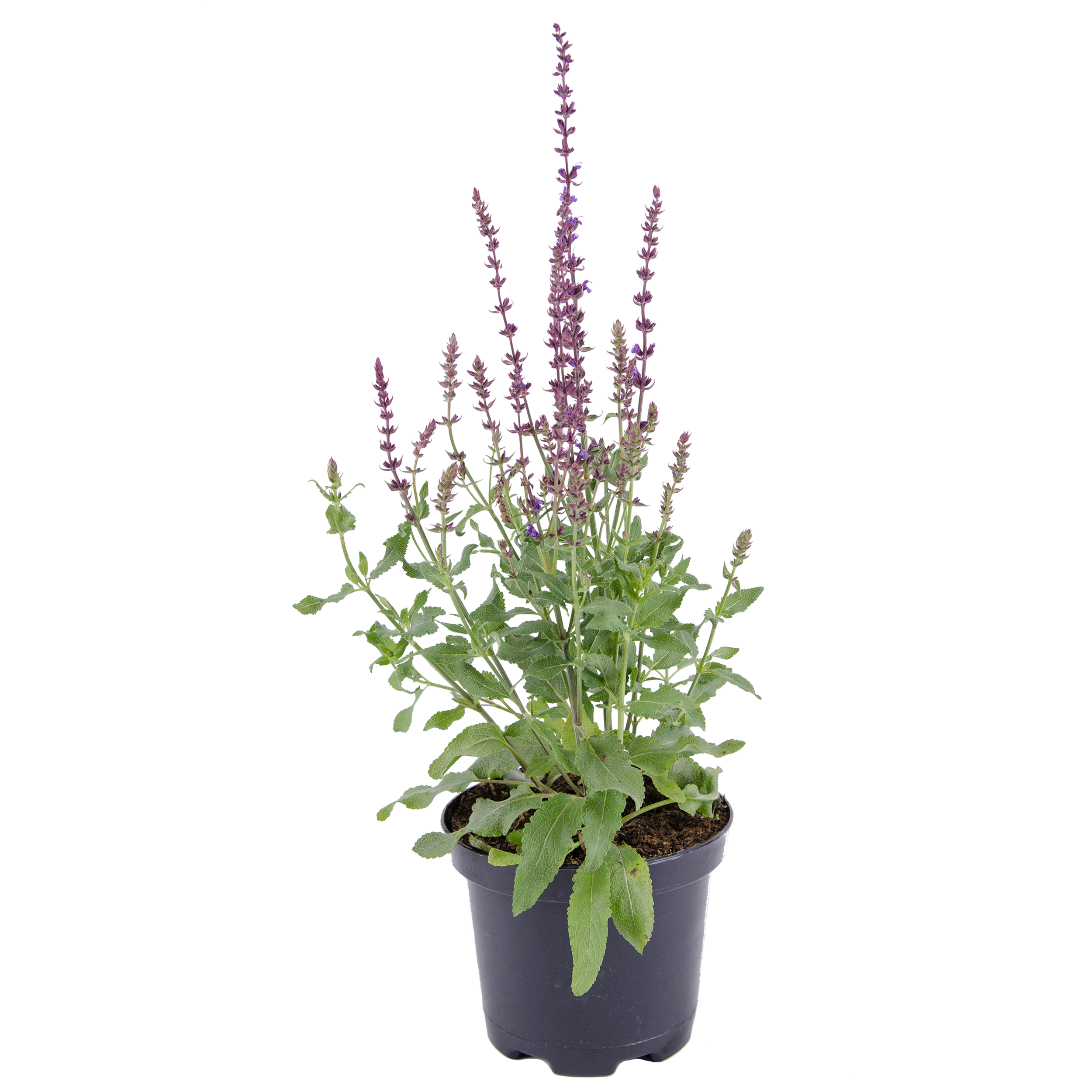 Szałwia wspaniała 20 - 40 cm