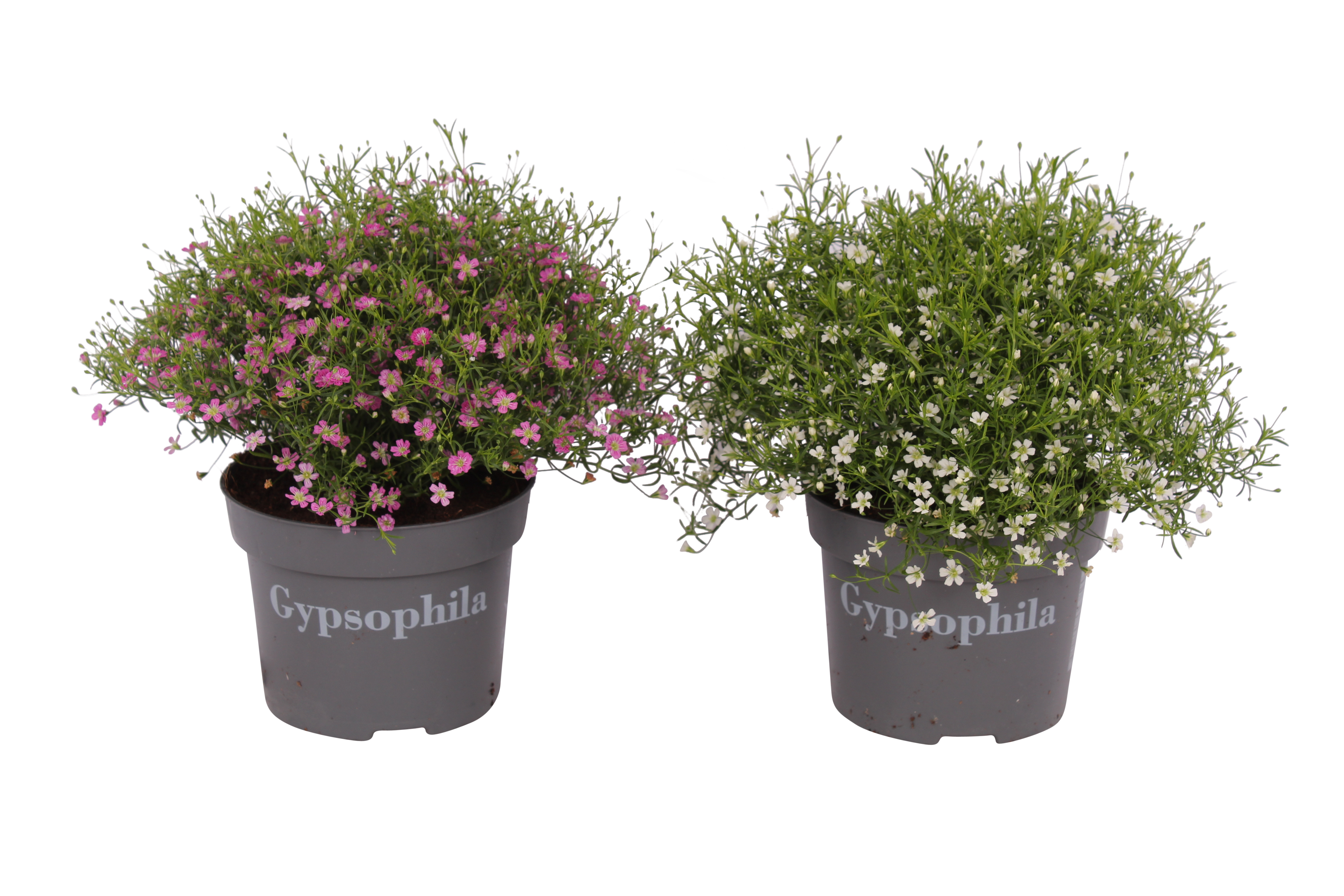 Gipsówka mix 20-25 cm