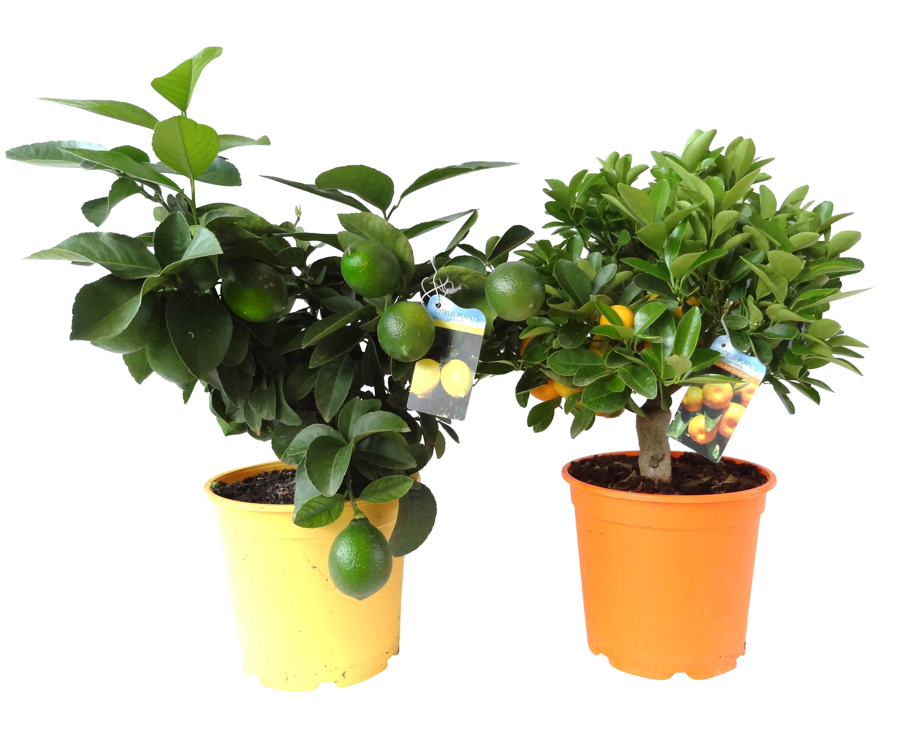 Cytrus forma pienna mix 60-65 cm - Leroy Merlin