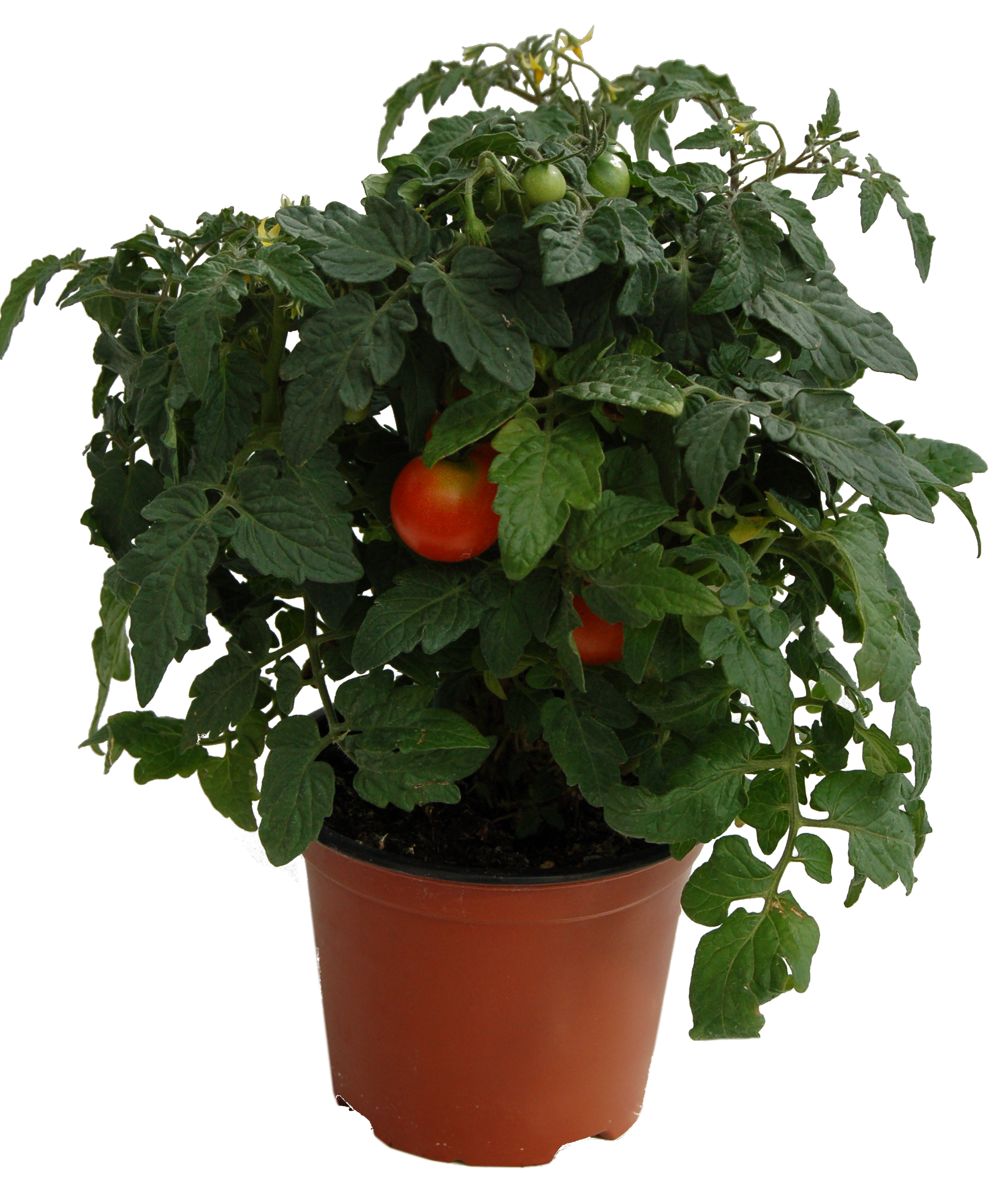 Pomidor koktajlowy Karłowy 25 cm
