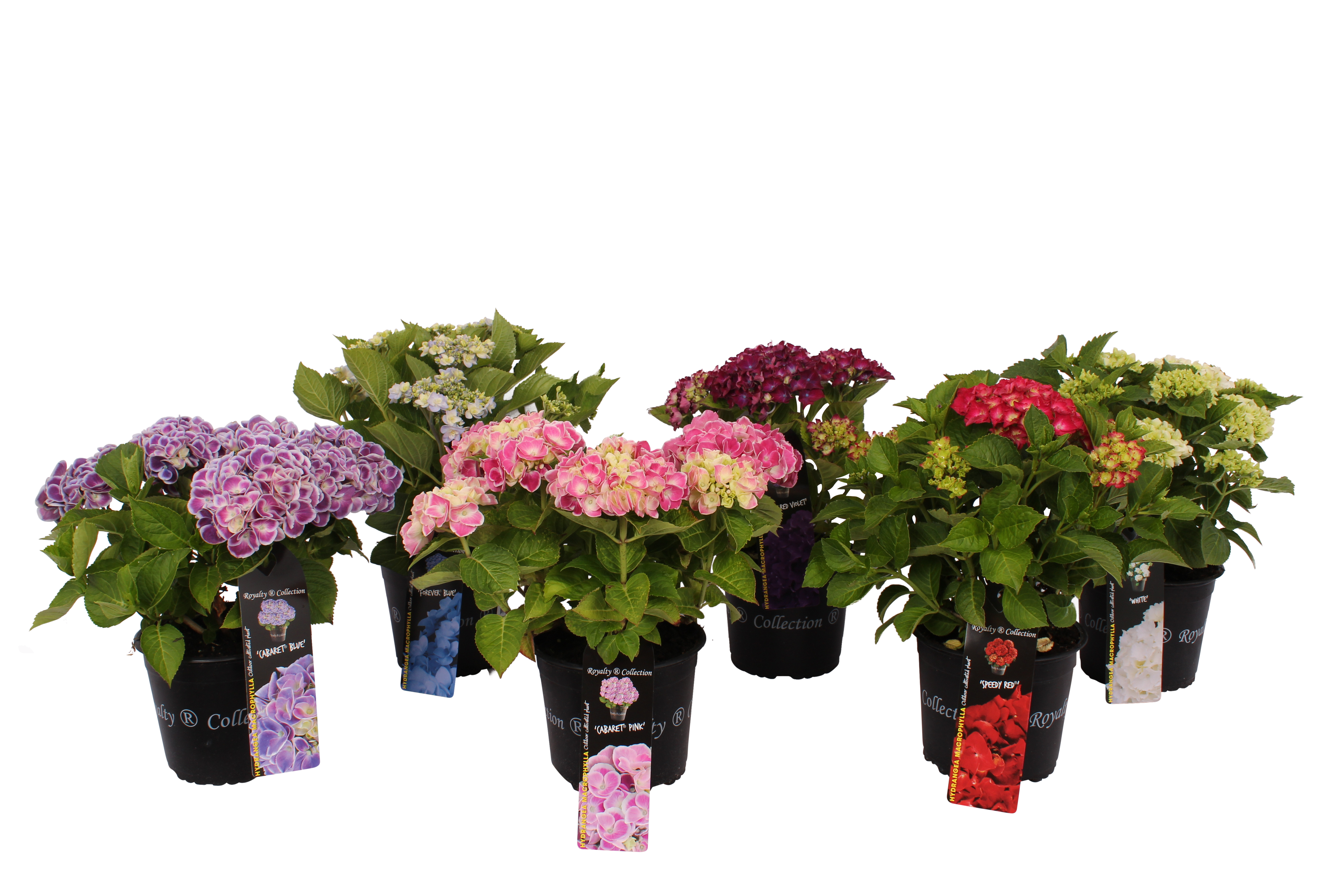 Hortensja ogrodowa mix 40 cm