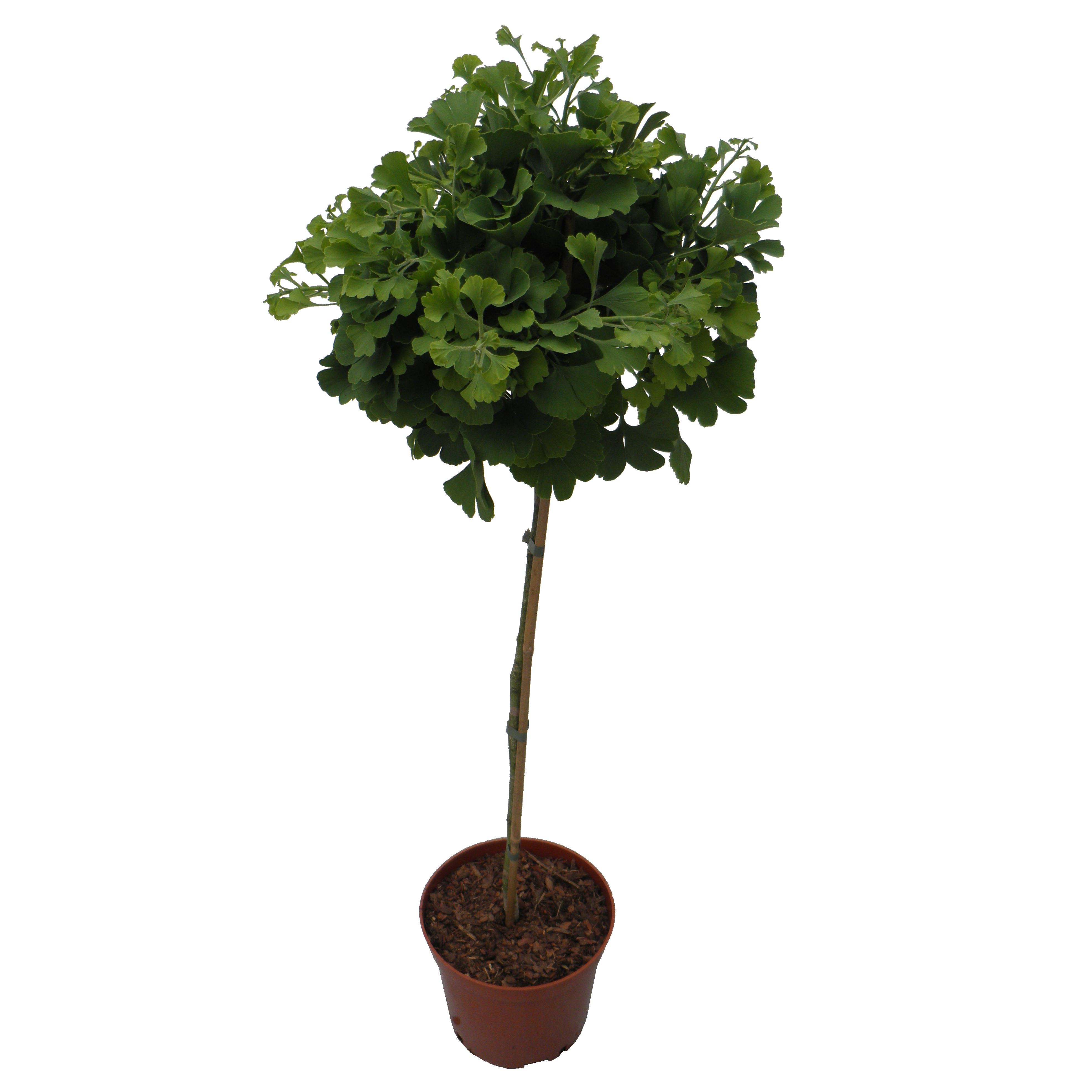 Miłorząb dwuklapowy (forma pienna) 80 - 85 cm
