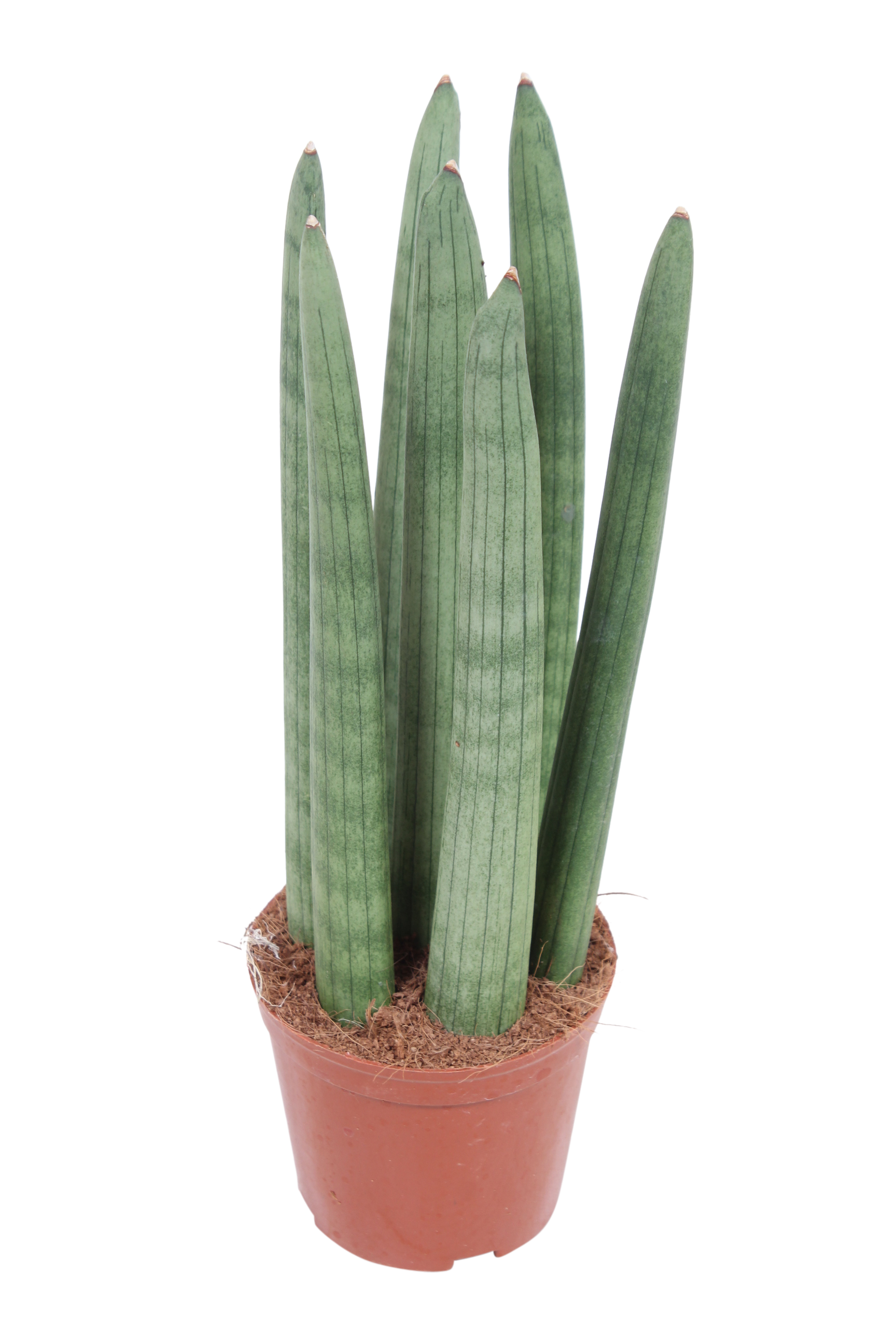 Sansewieria cylindryczna 30 cm