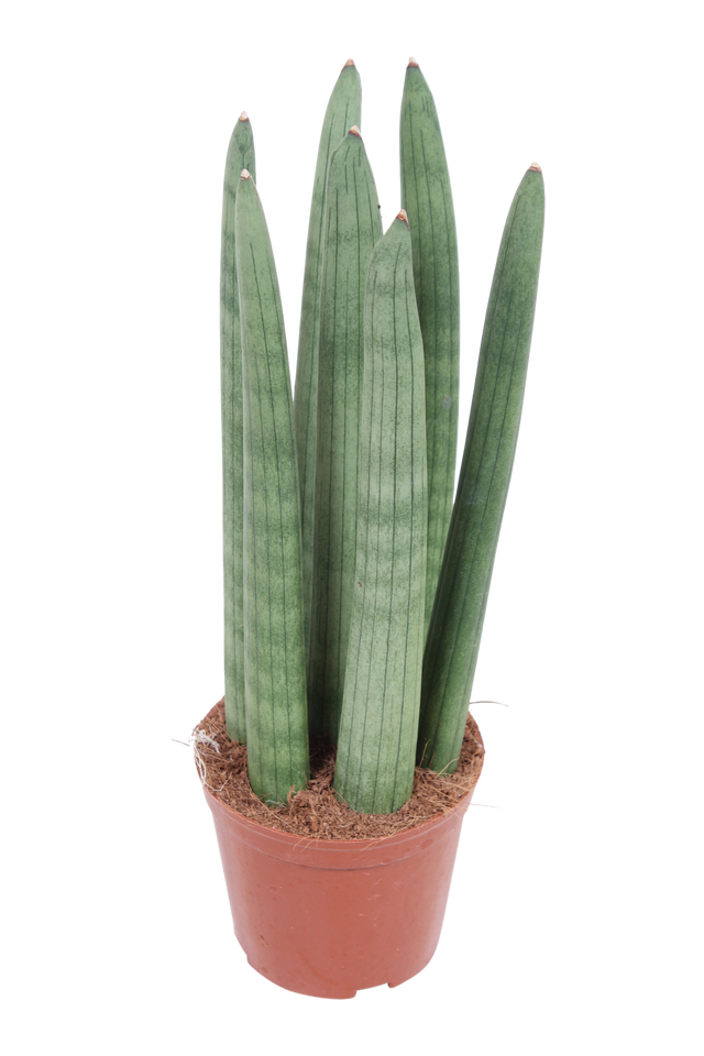 Sansewieria cylindryczna 30 cm