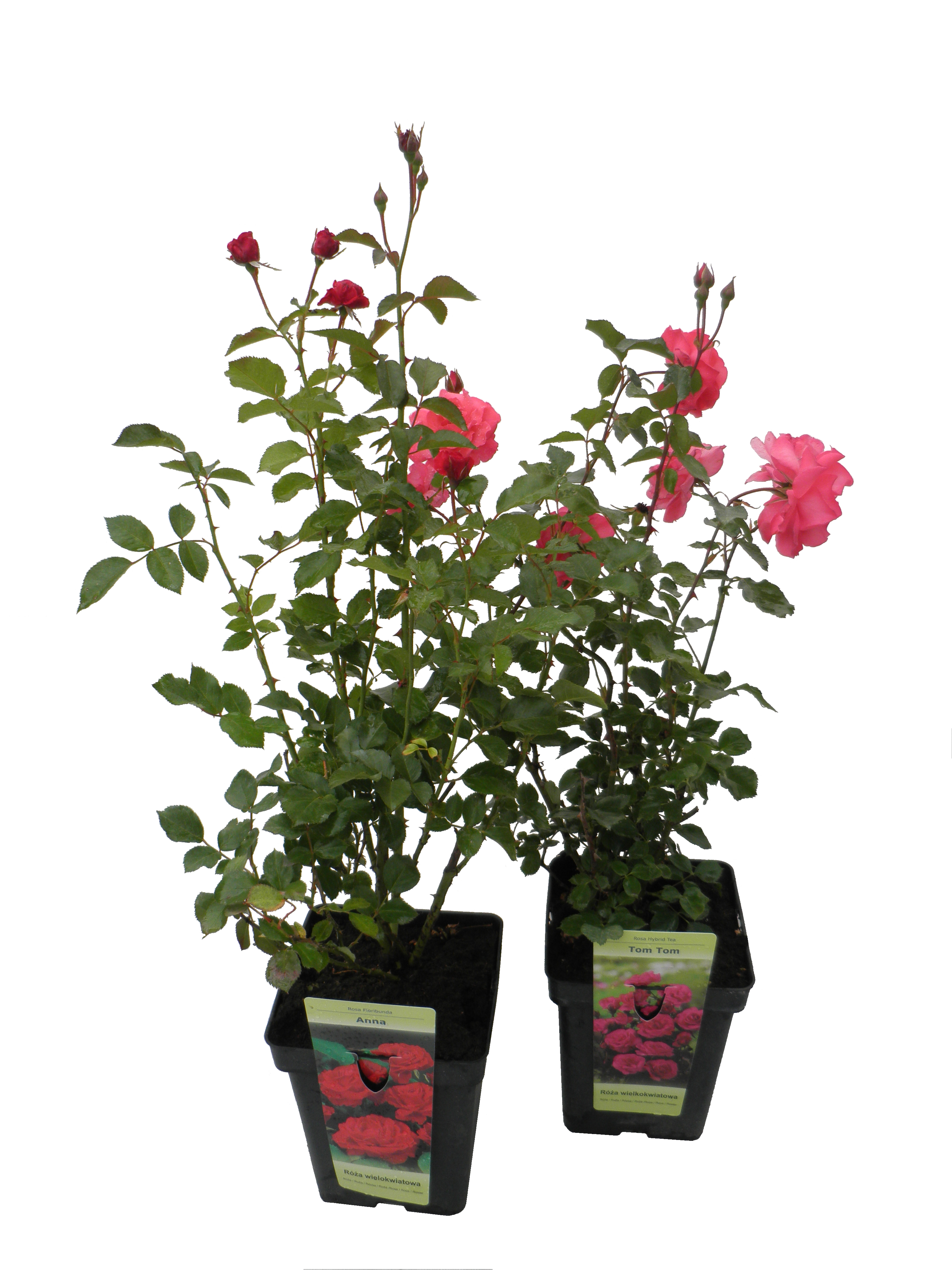 Róża mix 10-30 cm