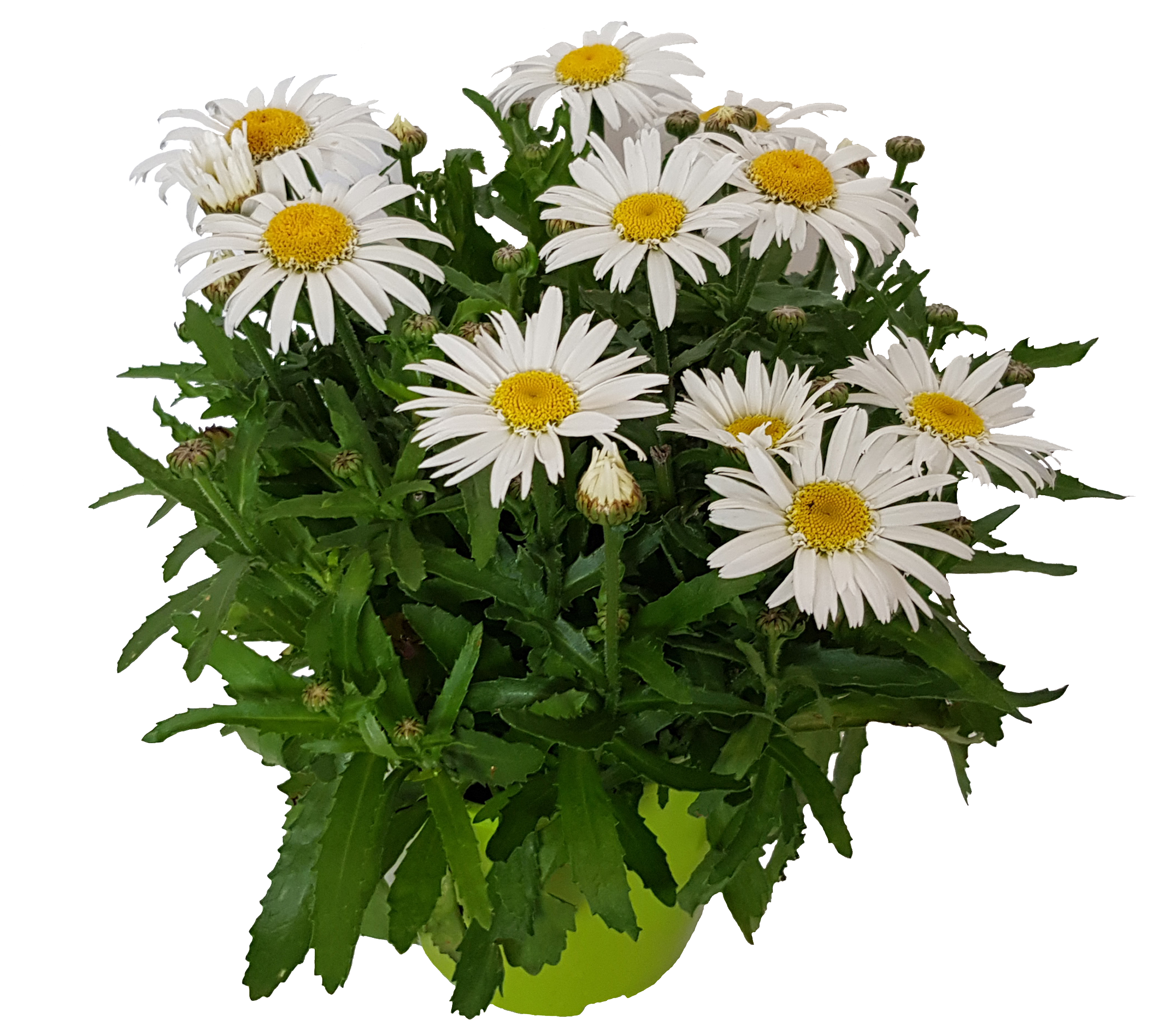 Margerytka Złocień właściwy Jastrun 25-40 cm