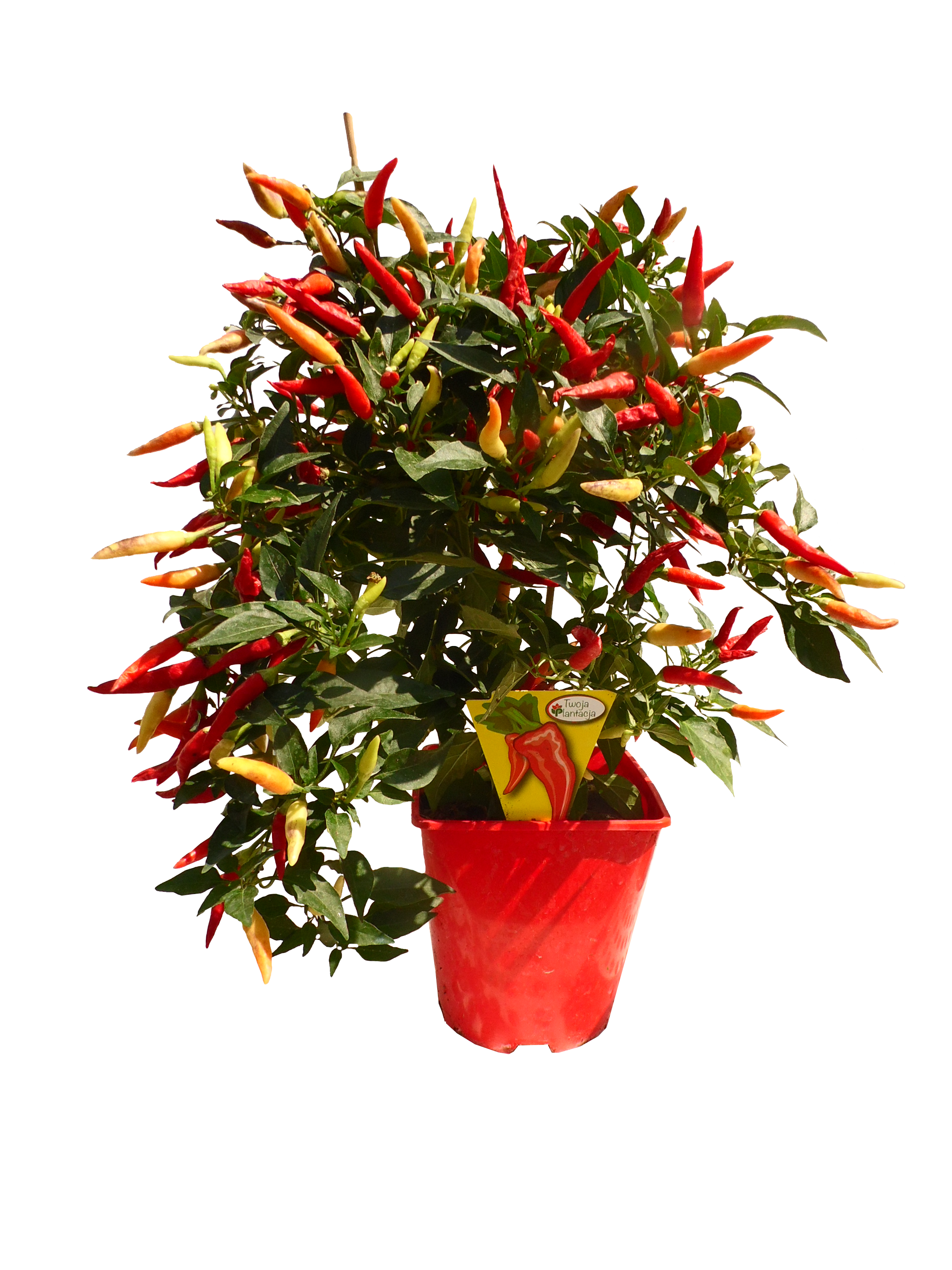 Warzywa balkonowe MIX 30 - 40 cm