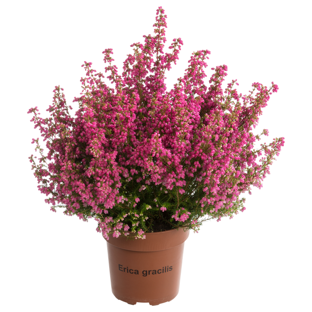 Wrzosiec delikatny Mr Line mix 30-35 cm