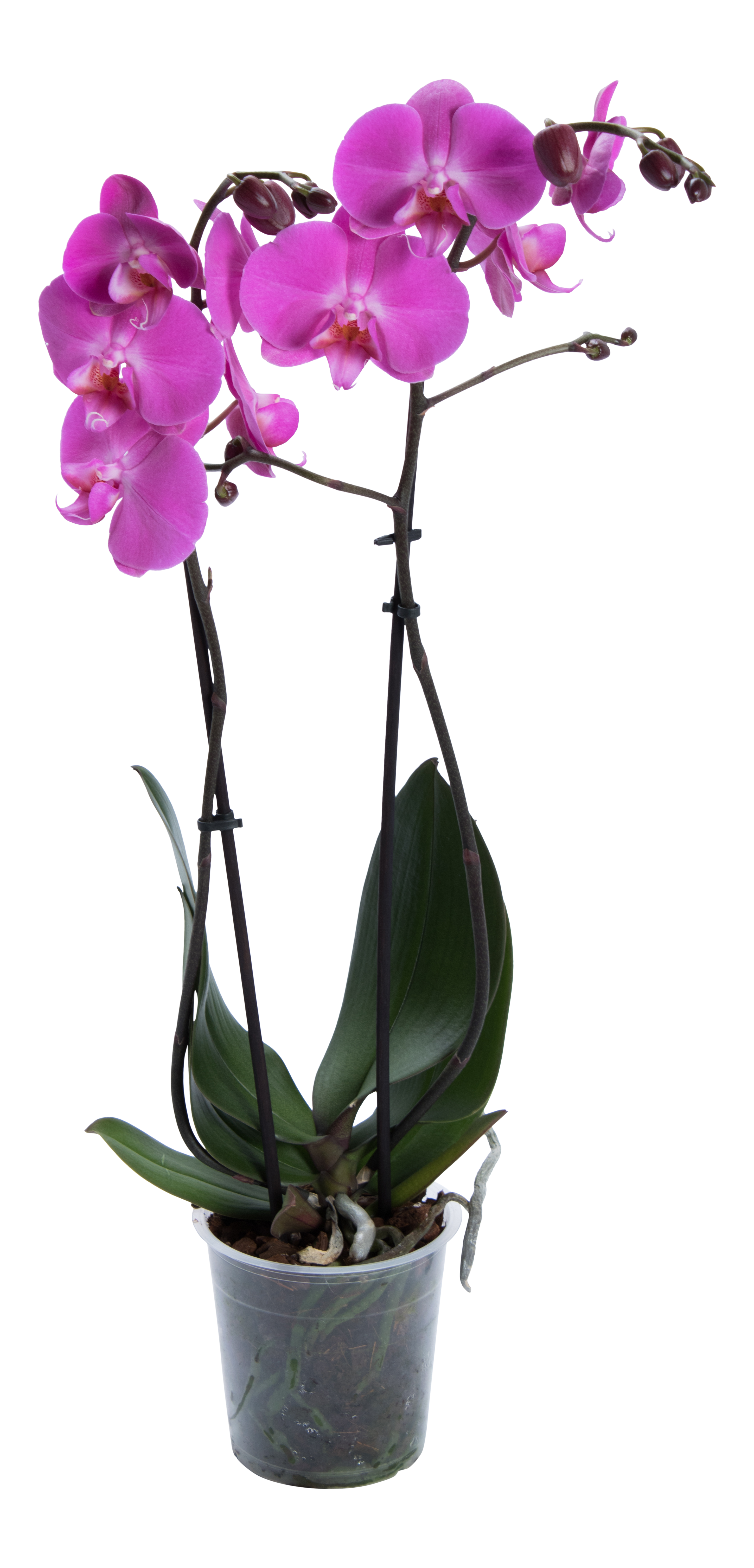 Storczyk Falenopsis mix 2 pędy 55 - 70 cm