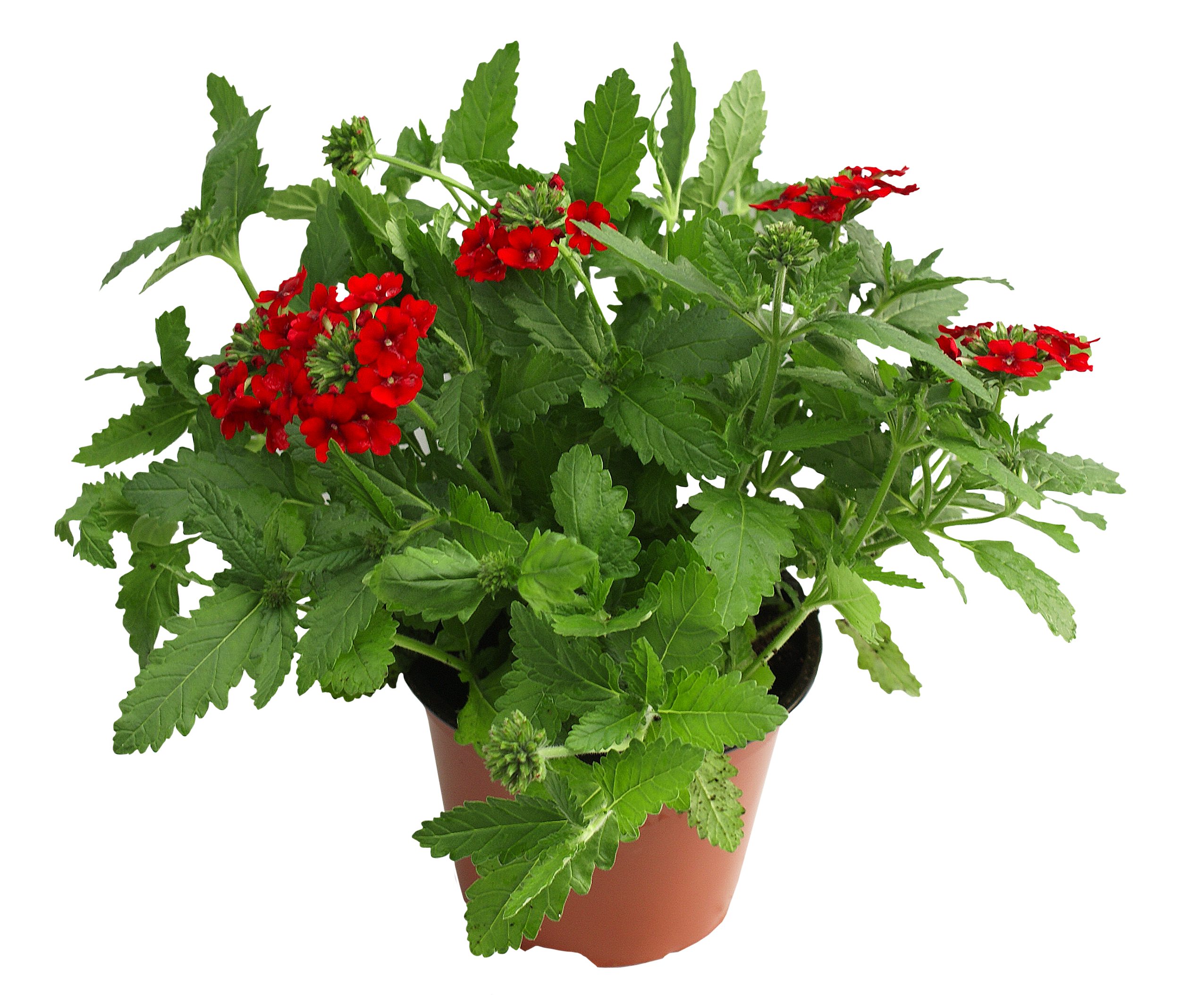 Werbena łac. Verbena mix 20-25 cm