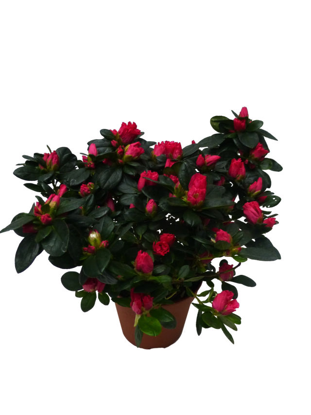 Azalea mix 15 cm