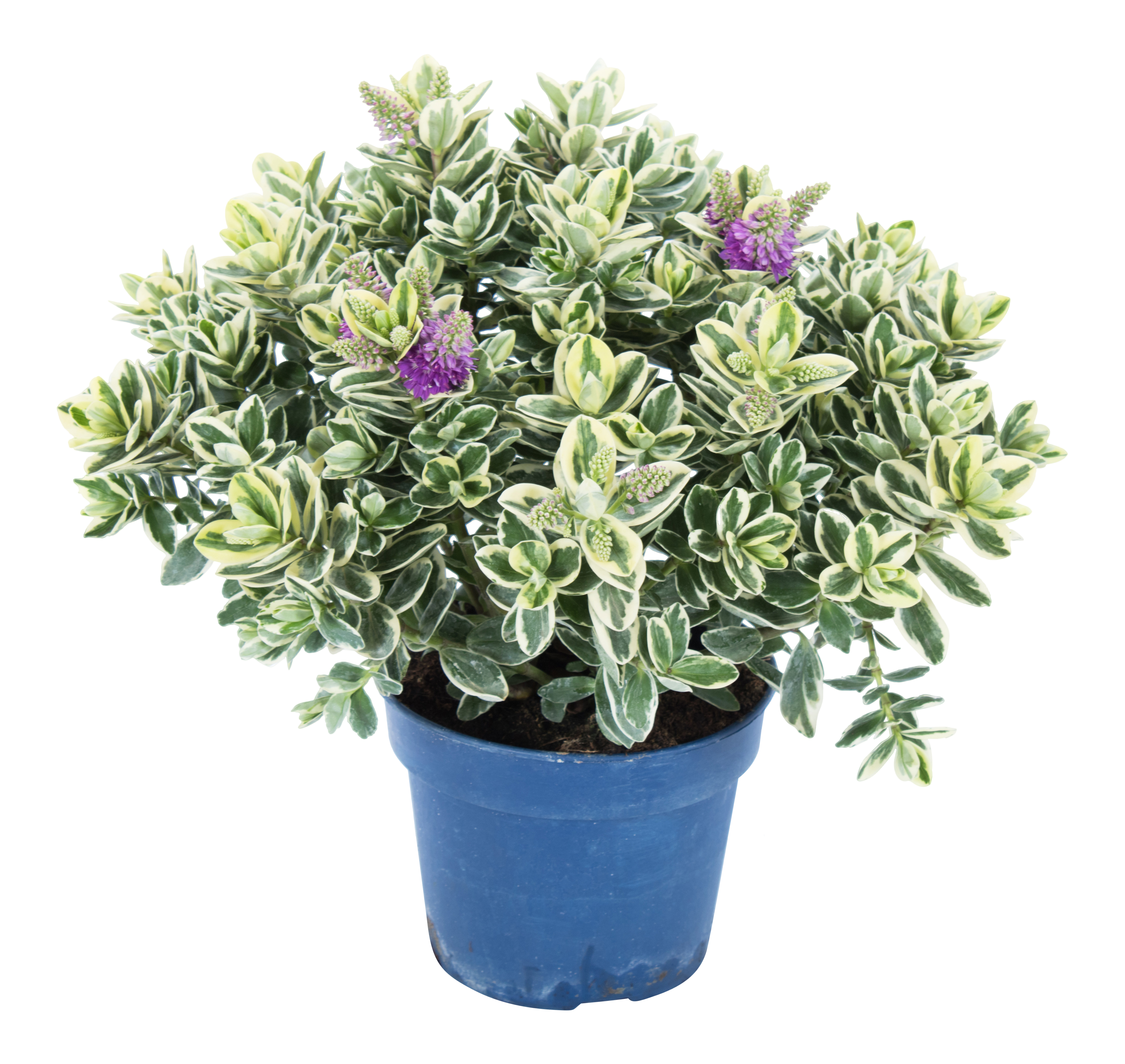 Hebe Andersona Variegata 40 cm