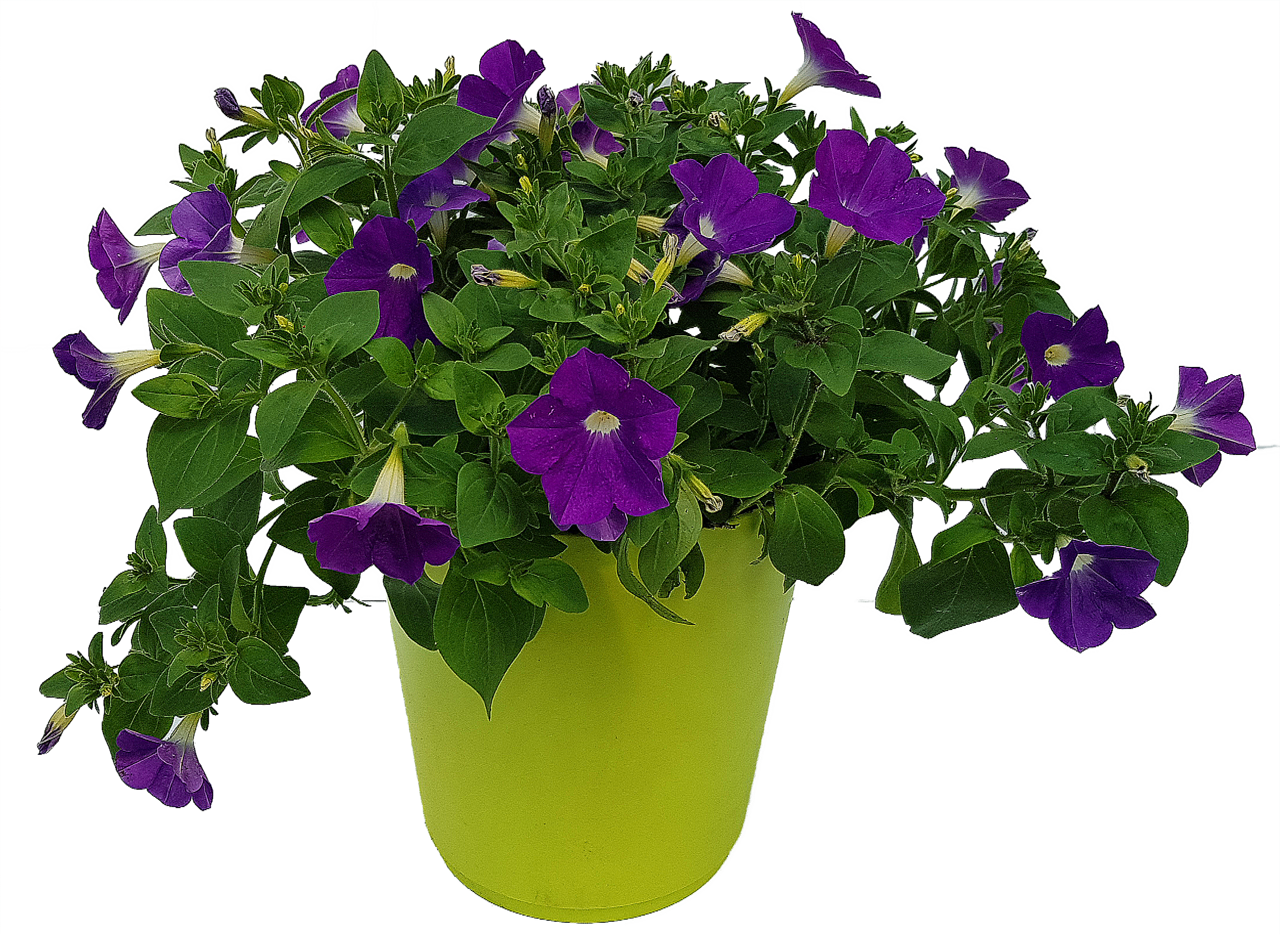 Petunia Table Azure 30 cm