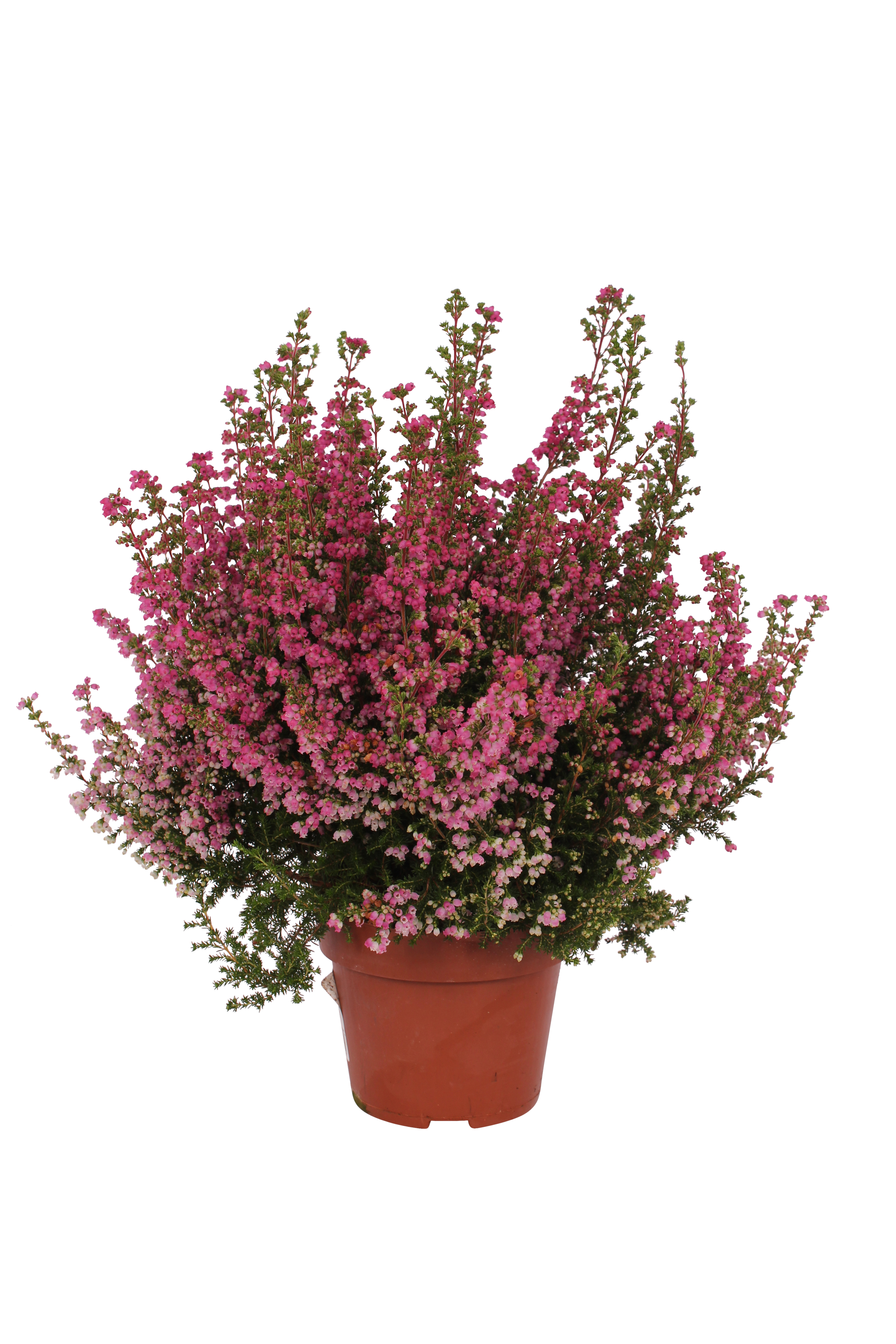 Wrzosiec 'Mister Line' mix 27 - 35 cm