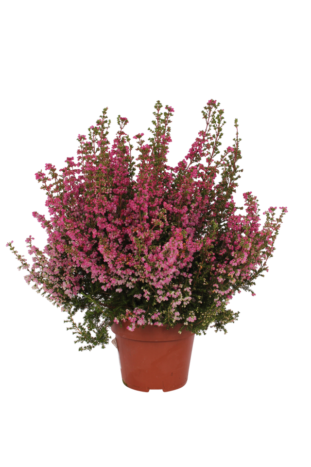 Wrzosiec 'Mister Line' mix 27 - 35 cm