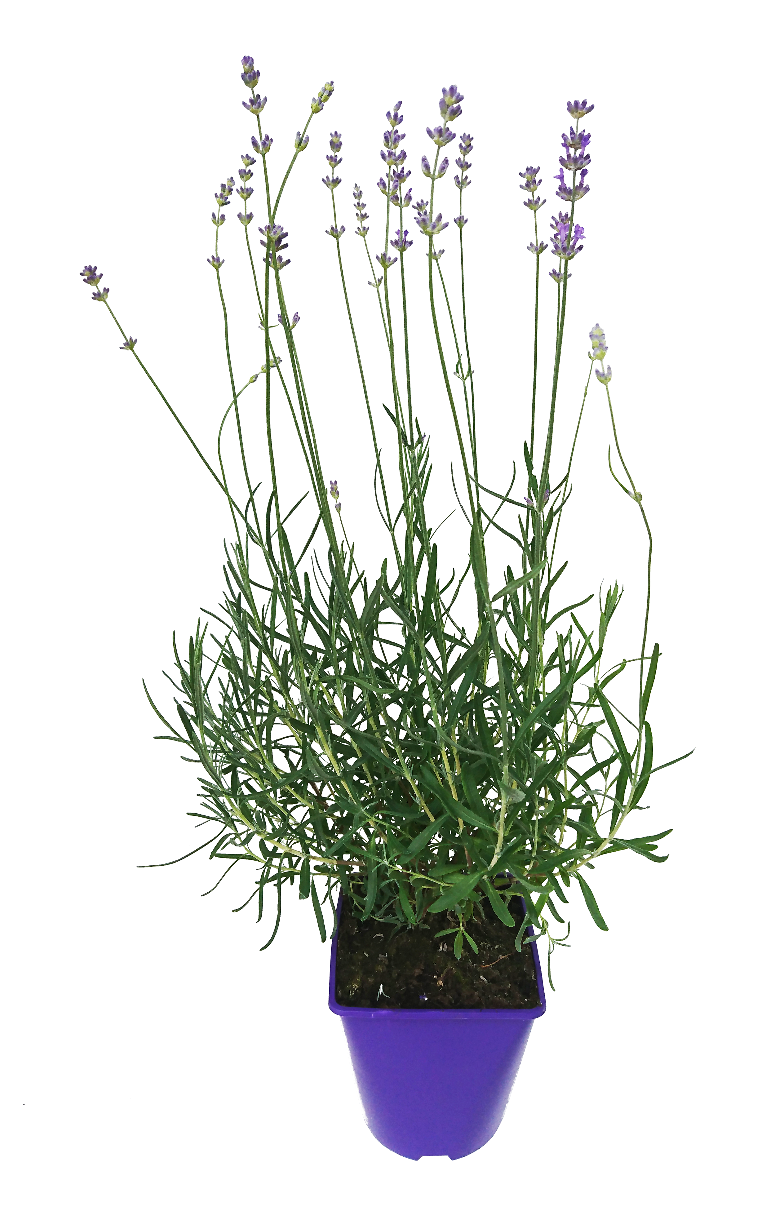 Lawenda wąskolistna 15-20 cm