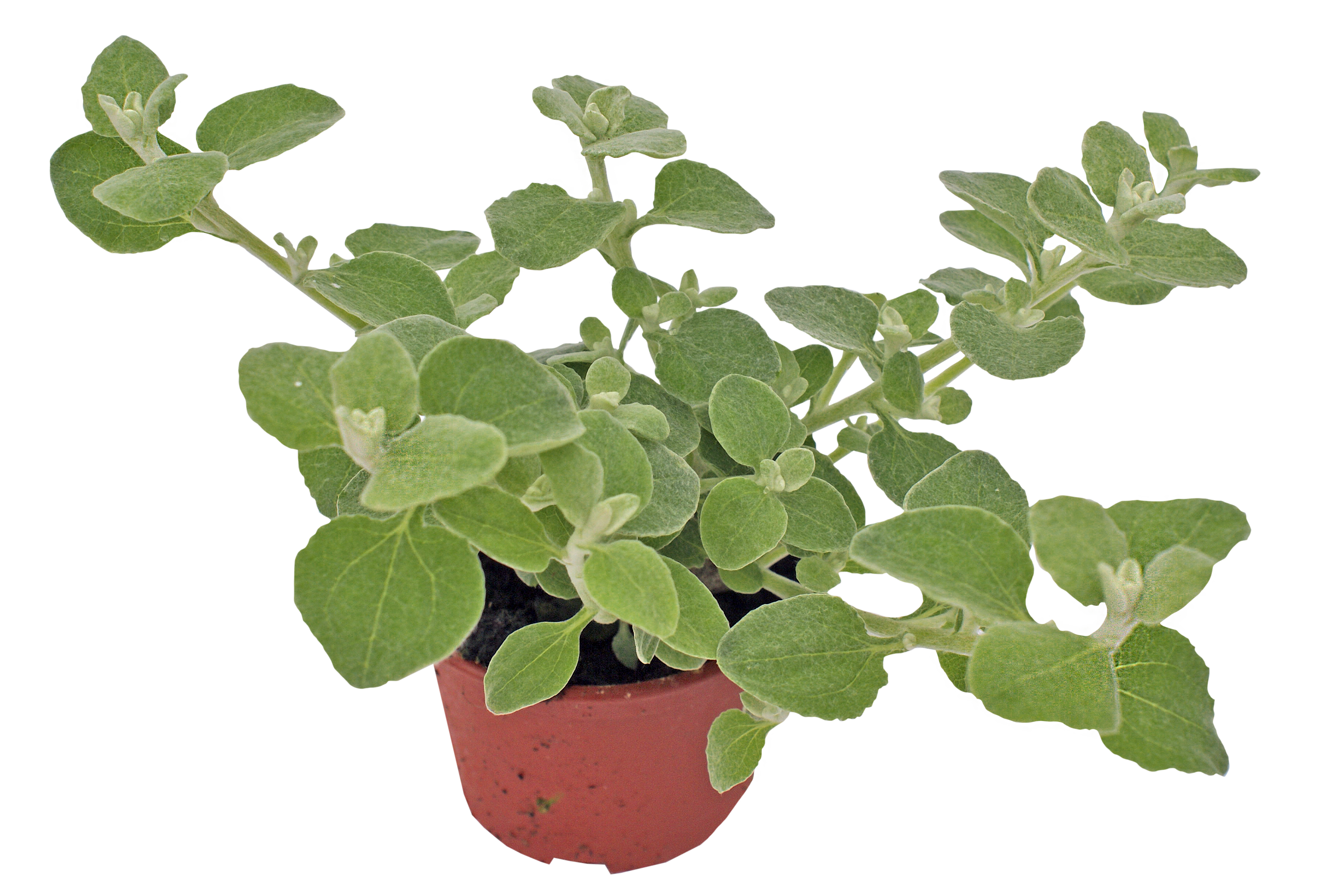 Kocanka Nieśmiertelnik 20-25 cm