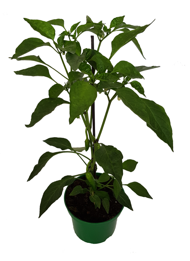 Papryka Chilli Big Devil 30-40 cm